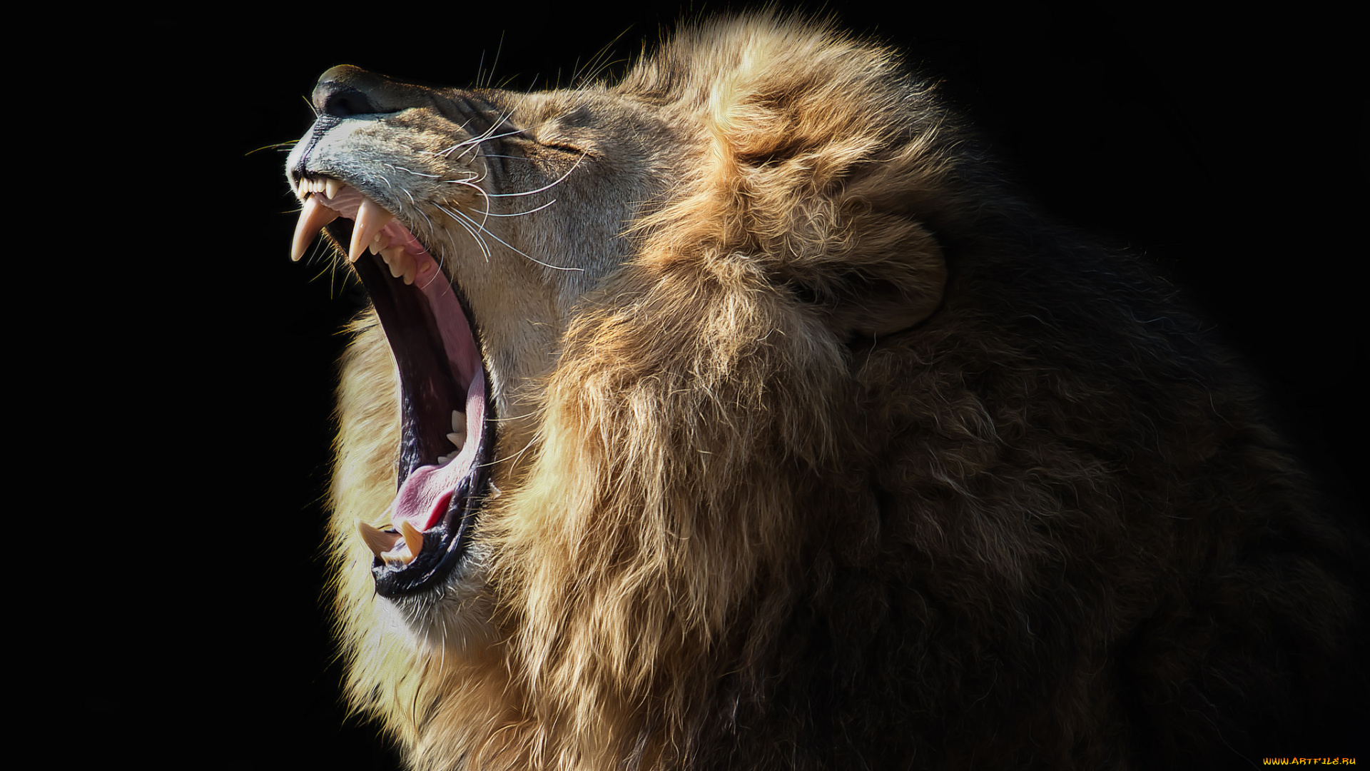 животные, львы, пасть, грива, лев