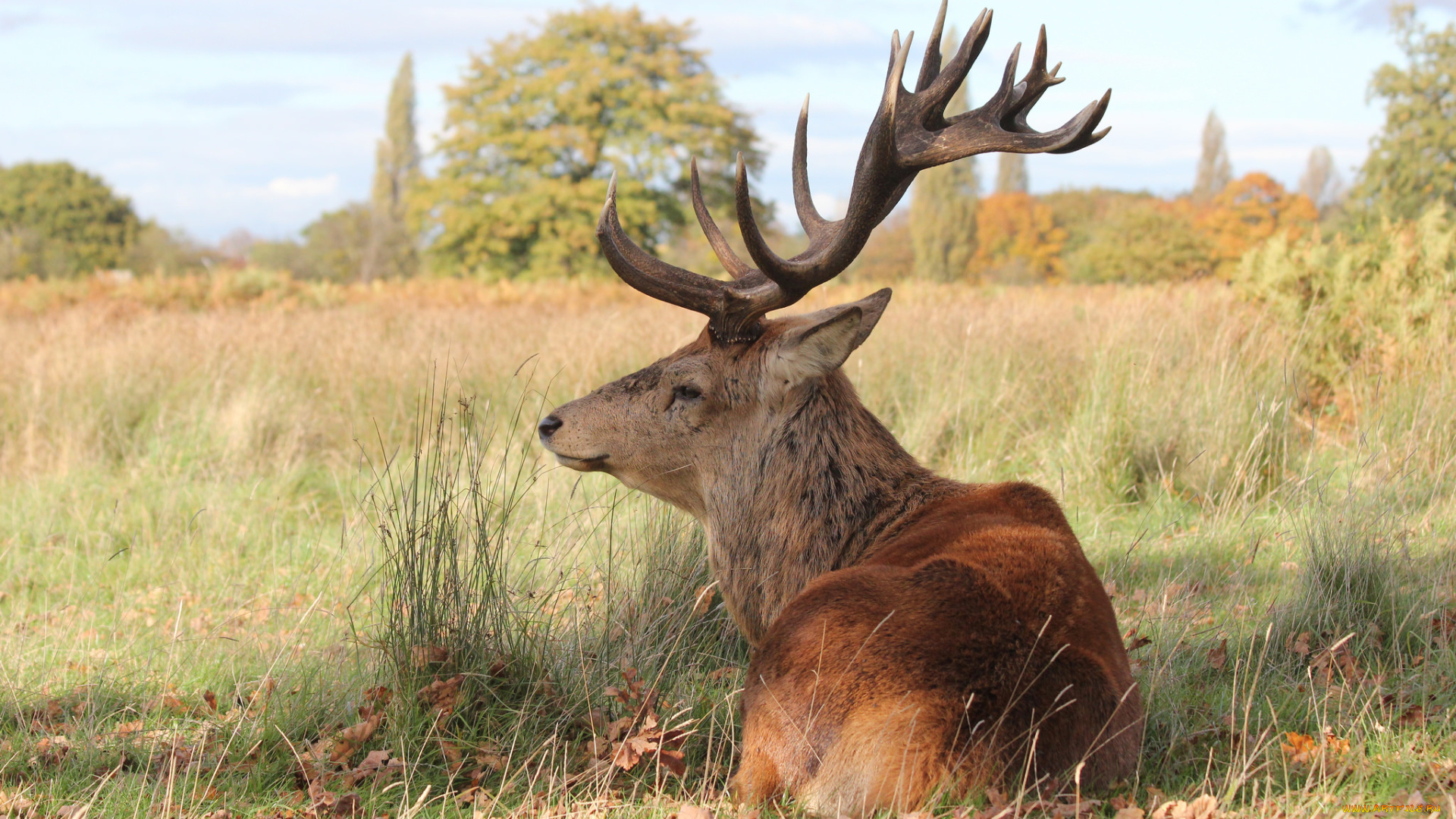 животные, олени, рога, олень