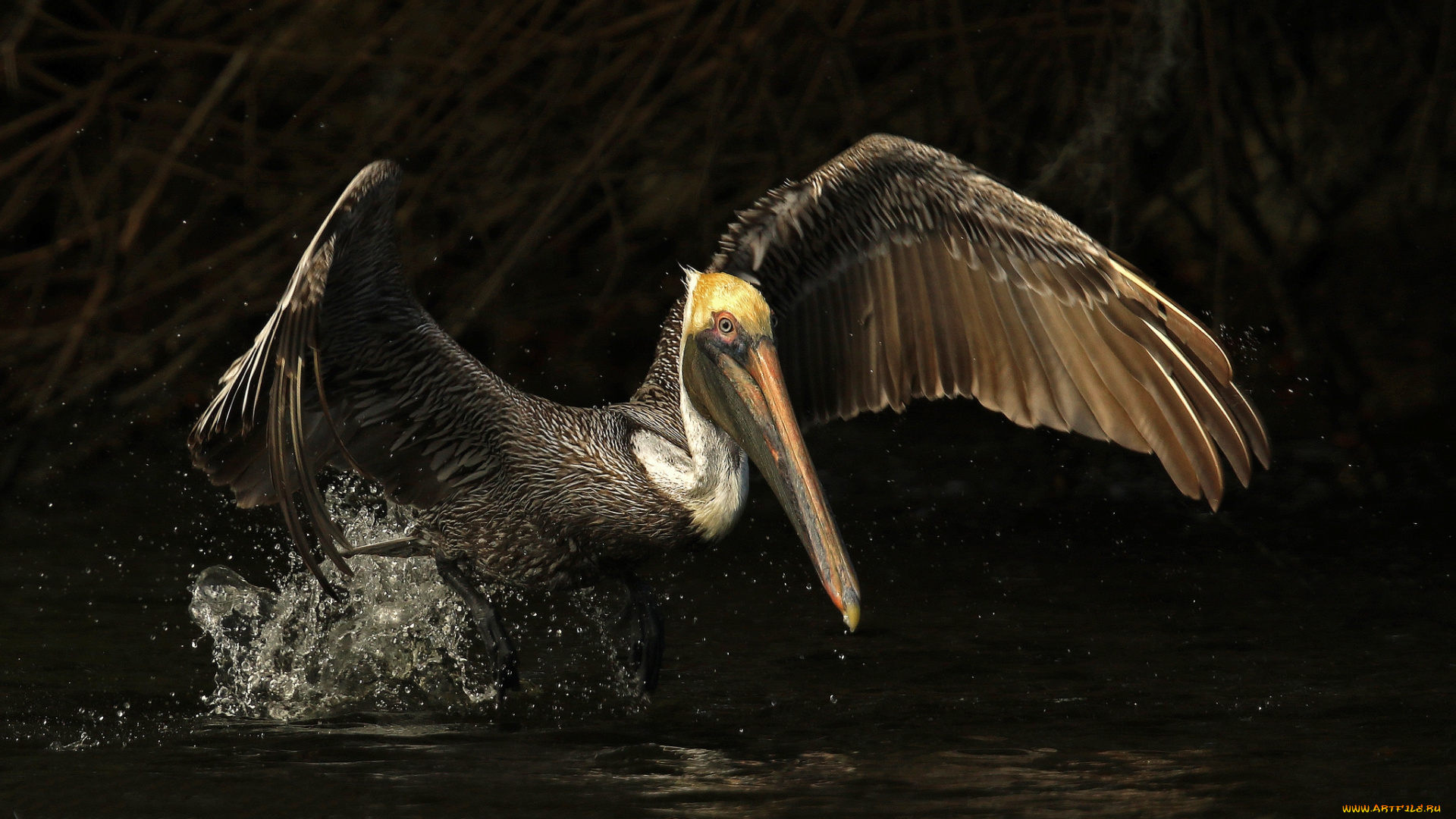 животные, пеликаны, пеликан