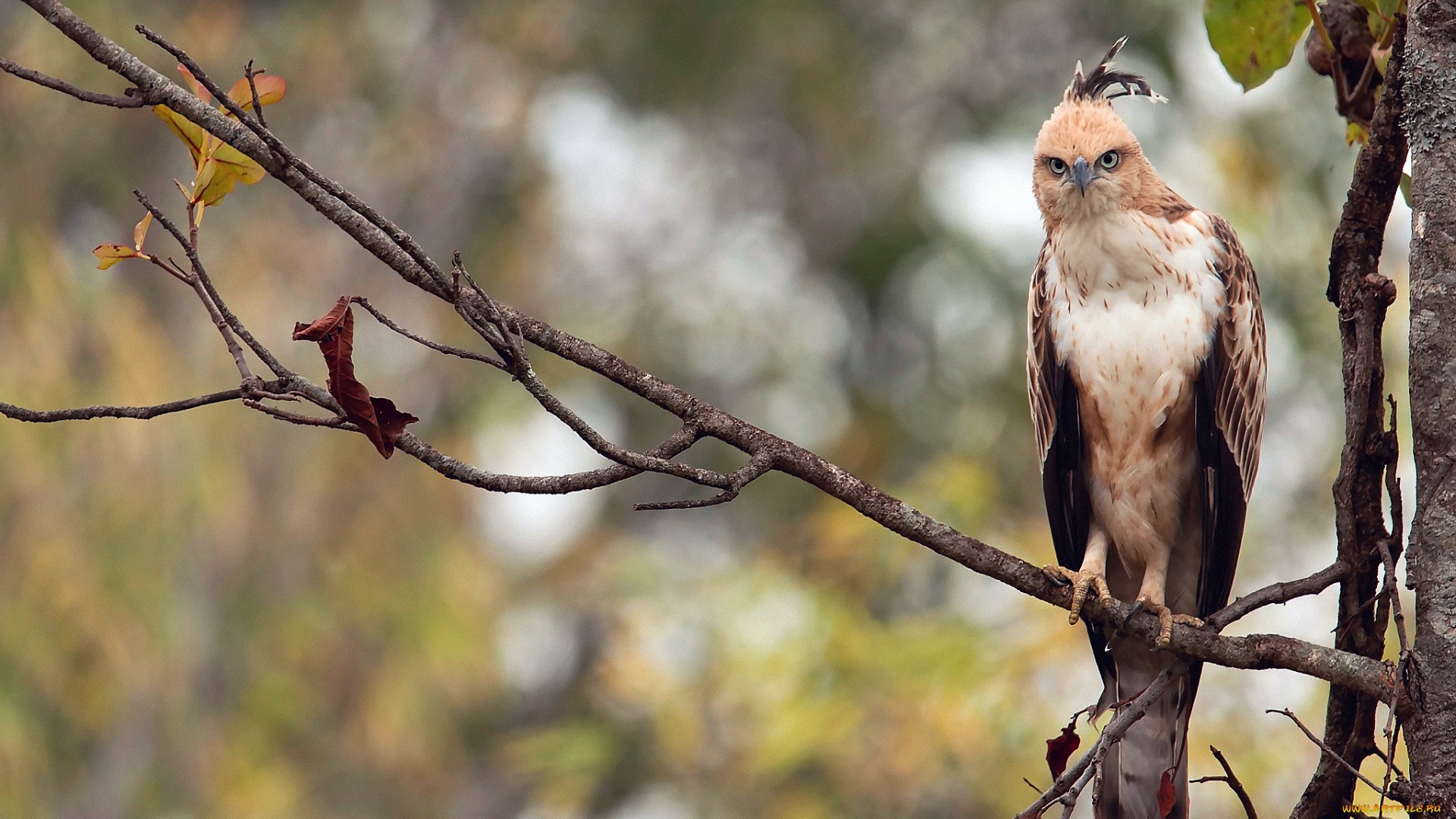 животные, птицы, -, хищники, горный, хохлатый, орёл, птица, ветки, лес, индия