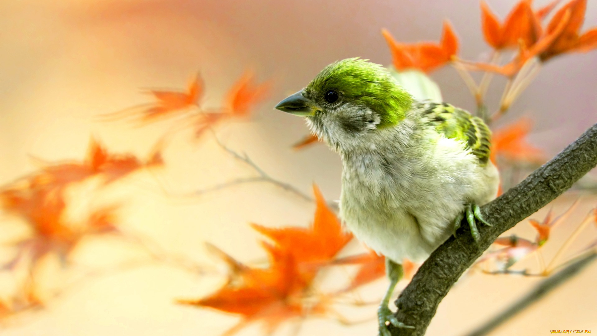 животные, птицы, цветы, лепестки, колосья, коллаж, осень, вектор