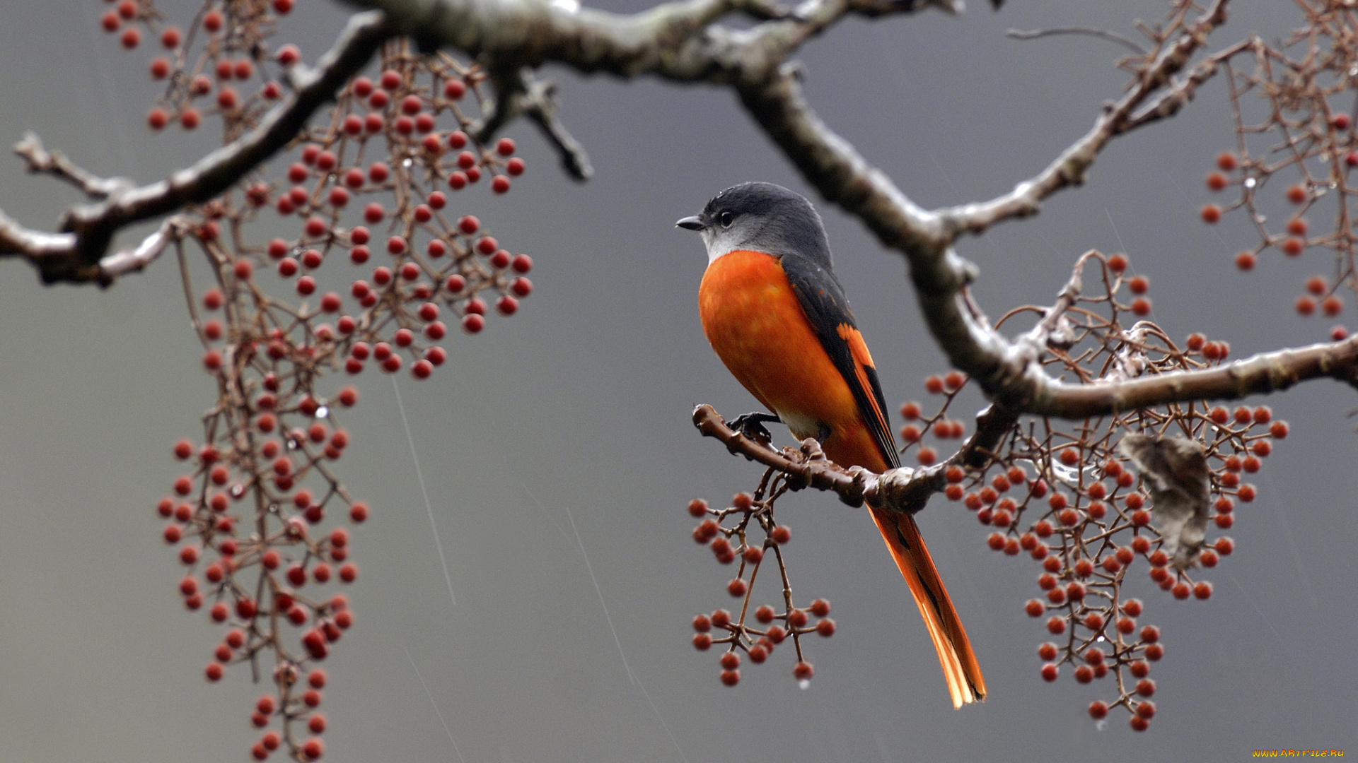 животные, птицы, ягоды, дождь, ветка, перья, птица