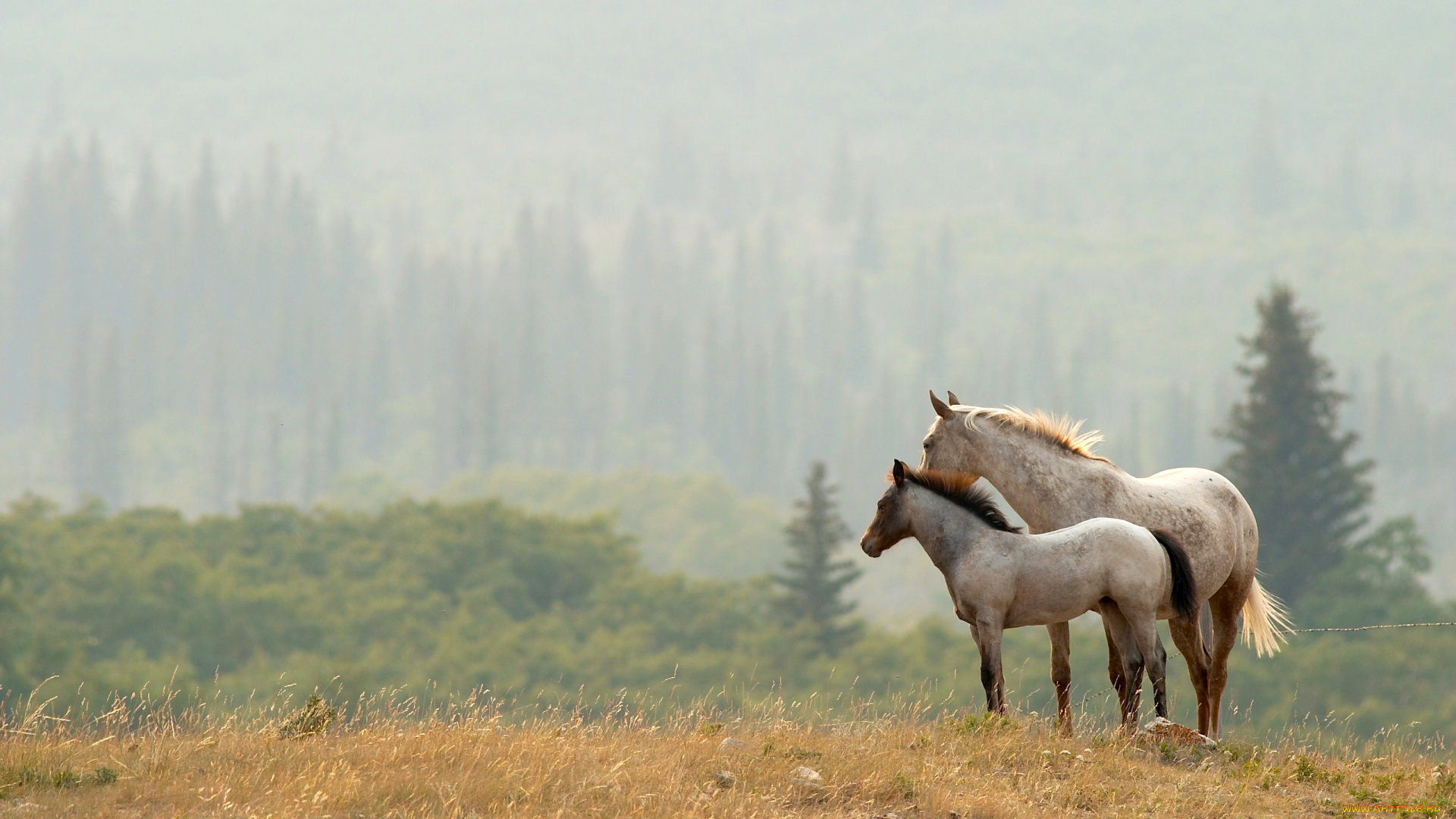 животные, собаки, опушка, деревьЯ, лес, долина, пара, лошади