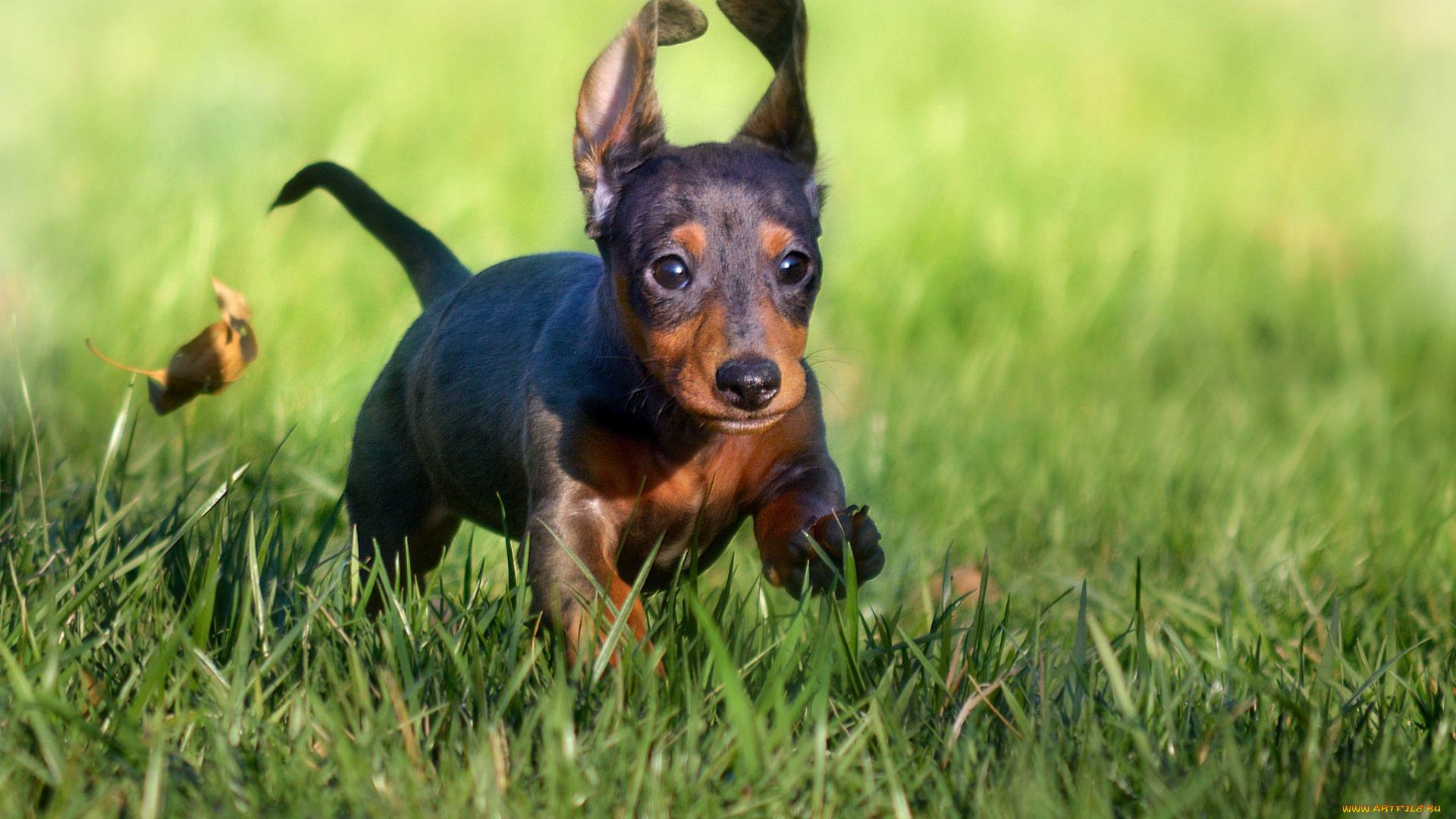 животные, собаки, щенок