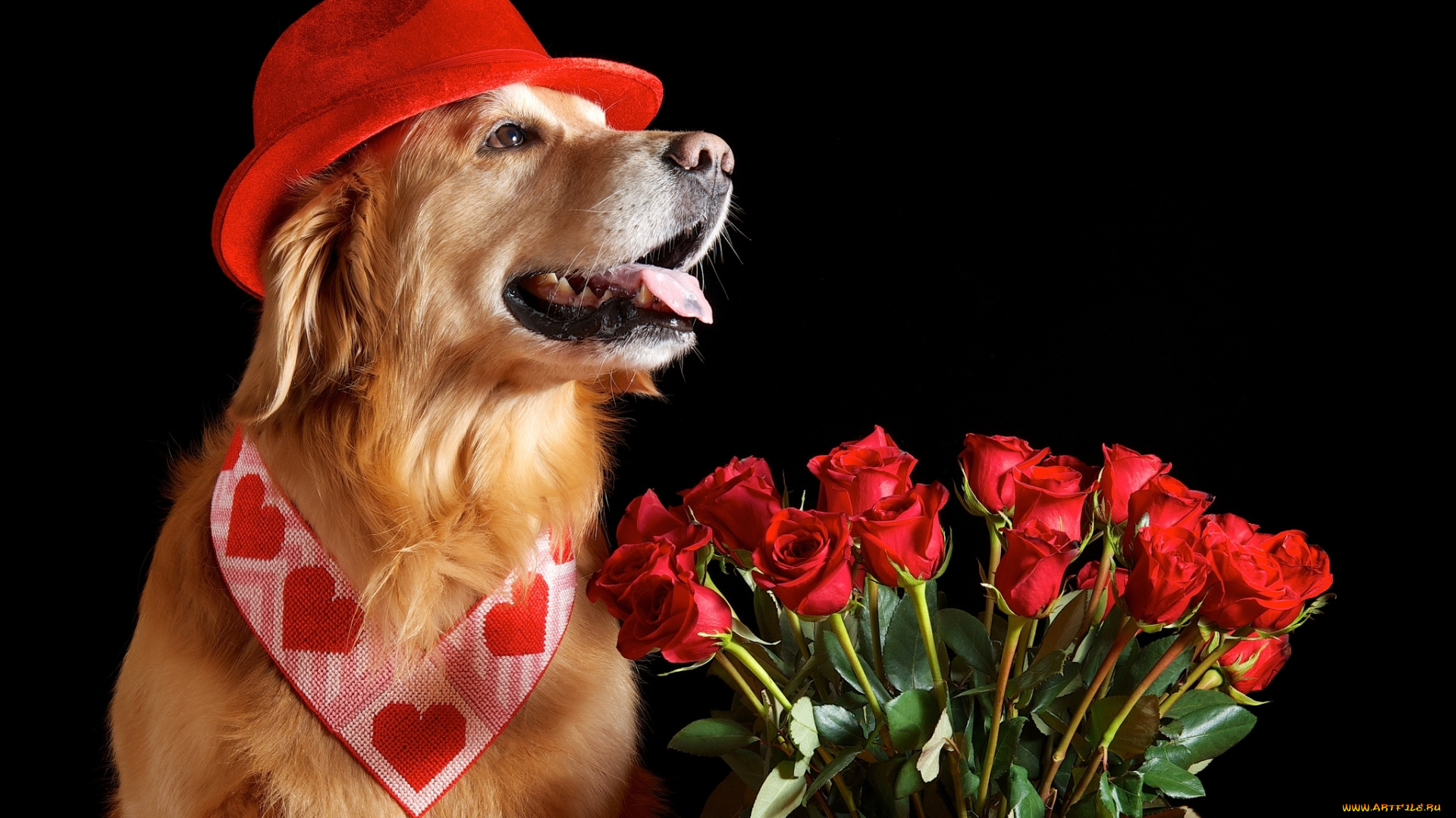 животные, собаки, шляпа, ретривер, розы
