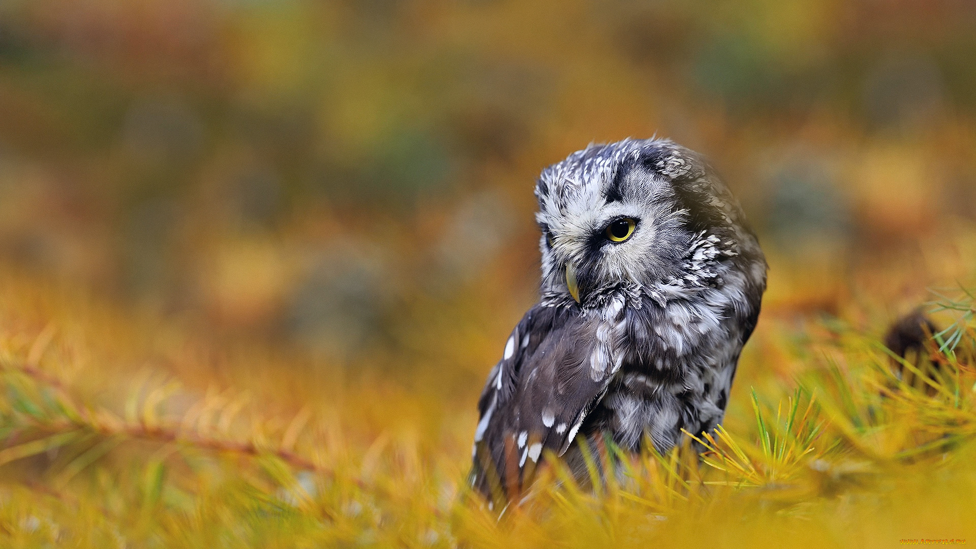 животные, совы, иголки, ветки, мохноногий, сыч, птица