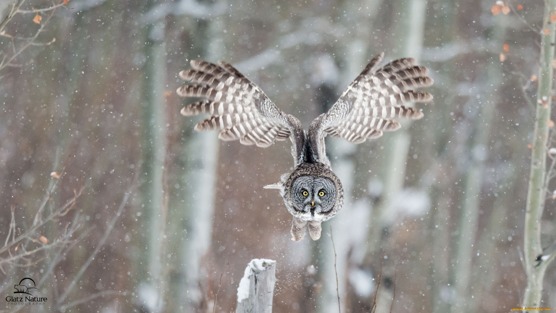 животные, совы, крылья, птица, бородатая, неясыть, сова, зима, полёт