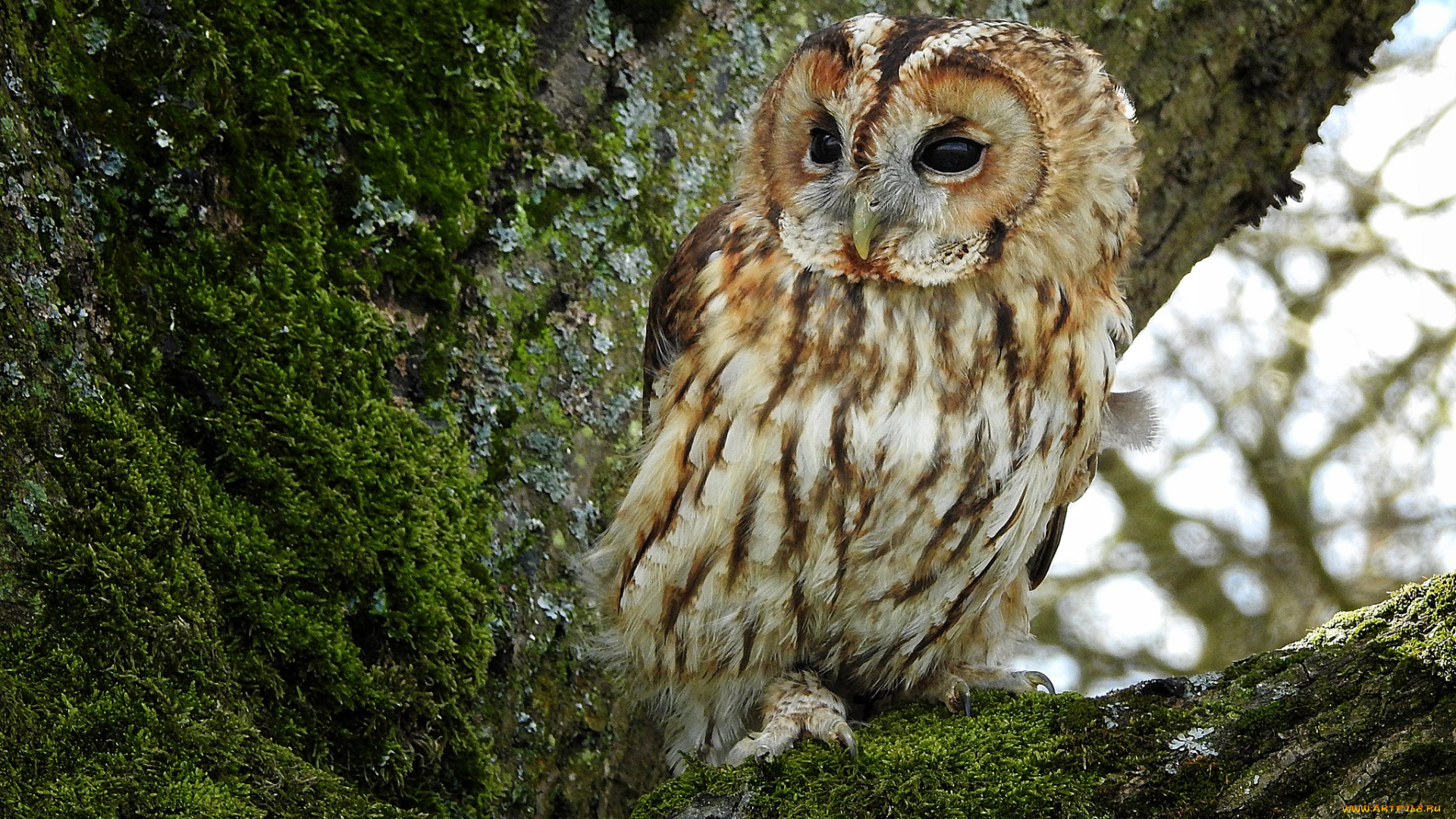 животные, совы, сова