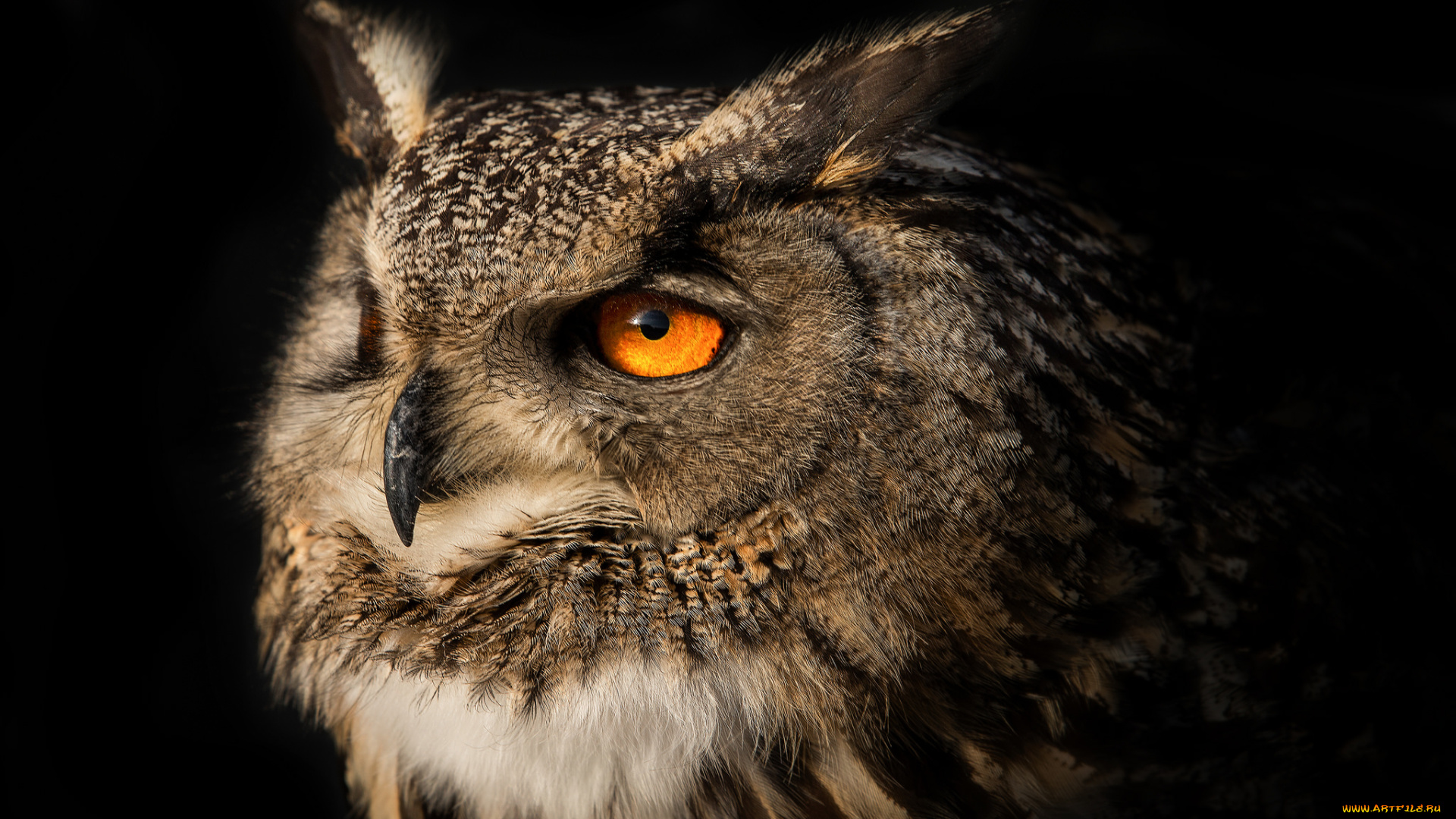 животные, совы, ушастый, филин