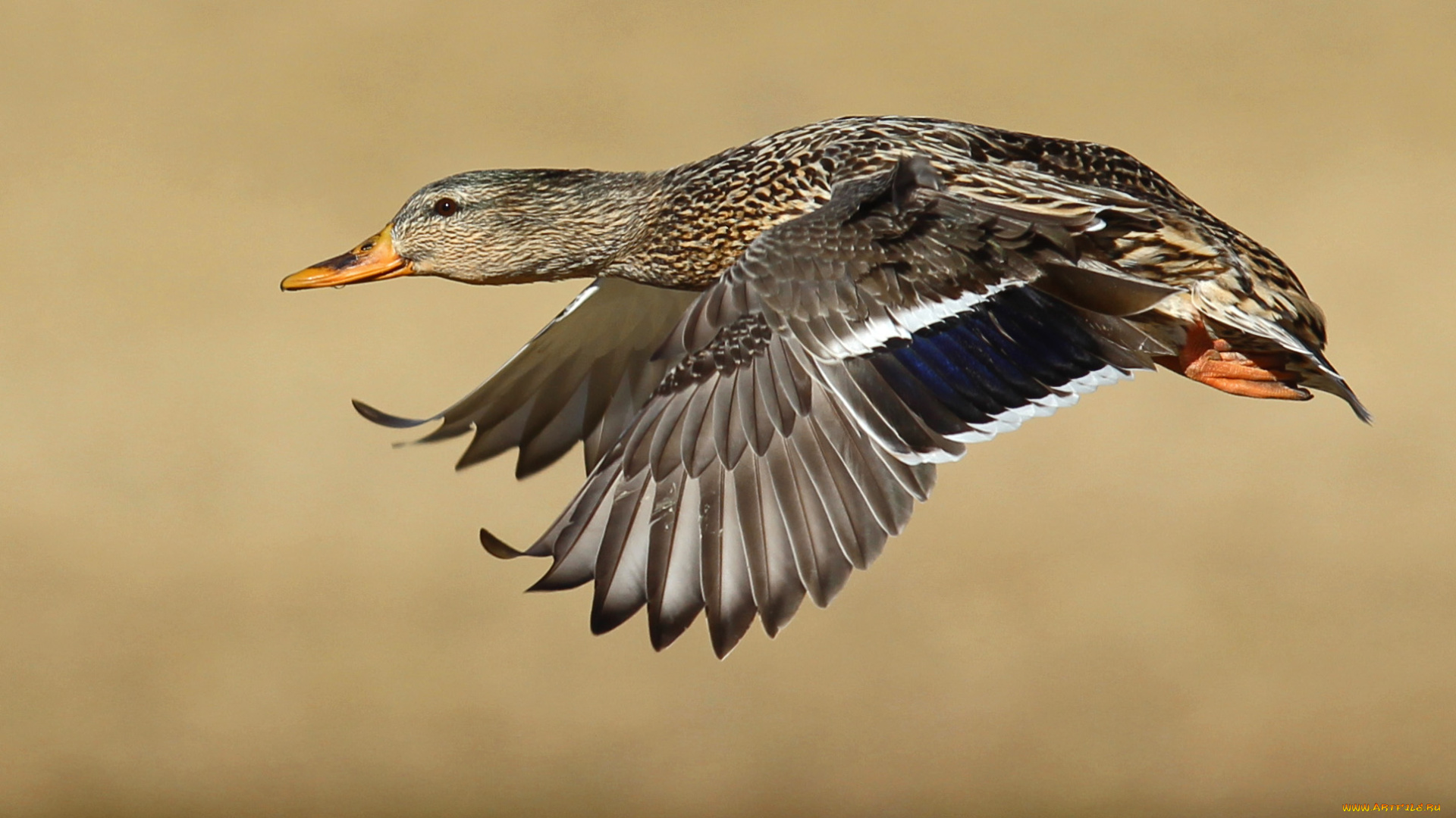 животные, утки, селезень