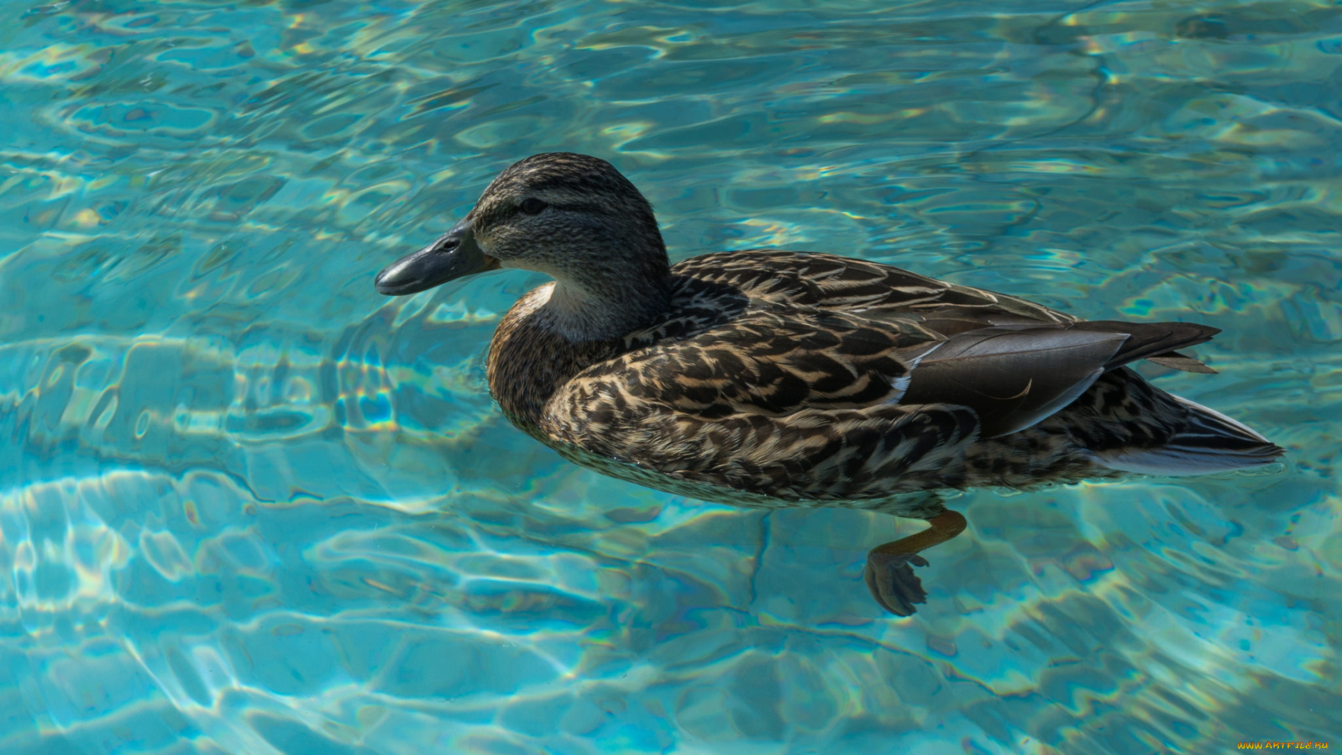 животные, утки, утка