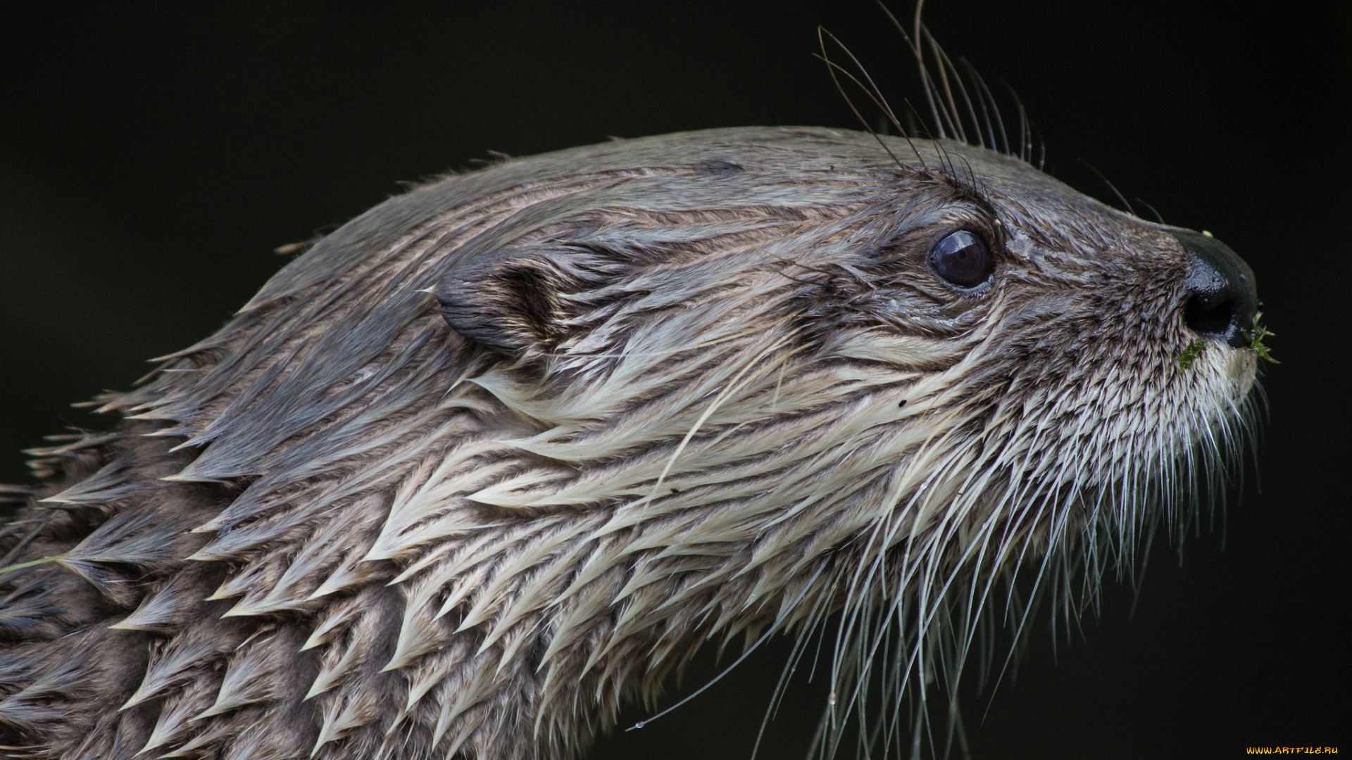 животные, выдры, , каланы, , ондатры, выдра