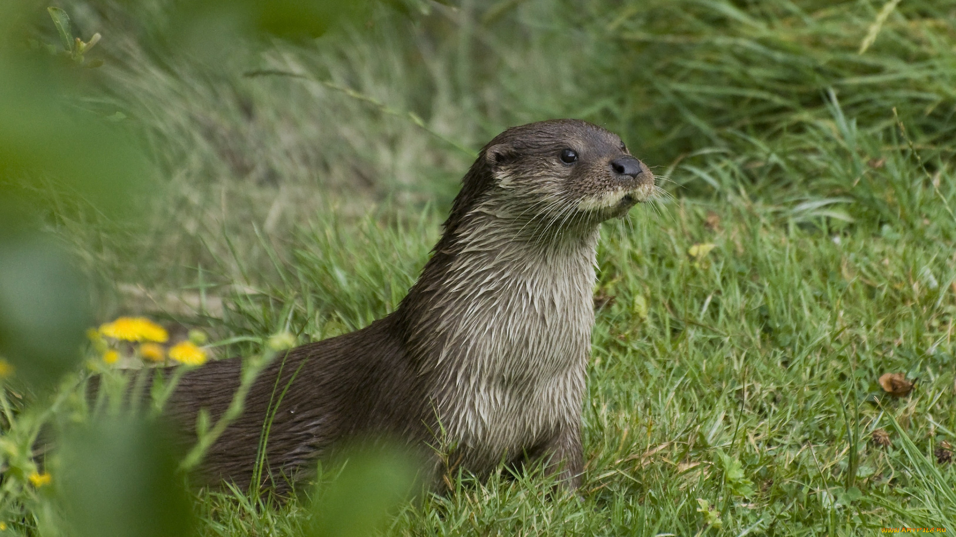 животные, выдры, , каланы, , ондатры, выдра, луг