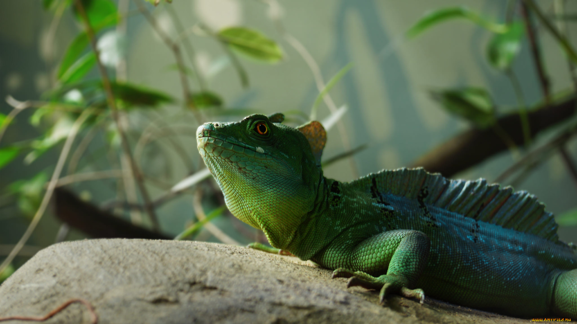животные, Ящерицы, , игуаны, , вараны, ящерка