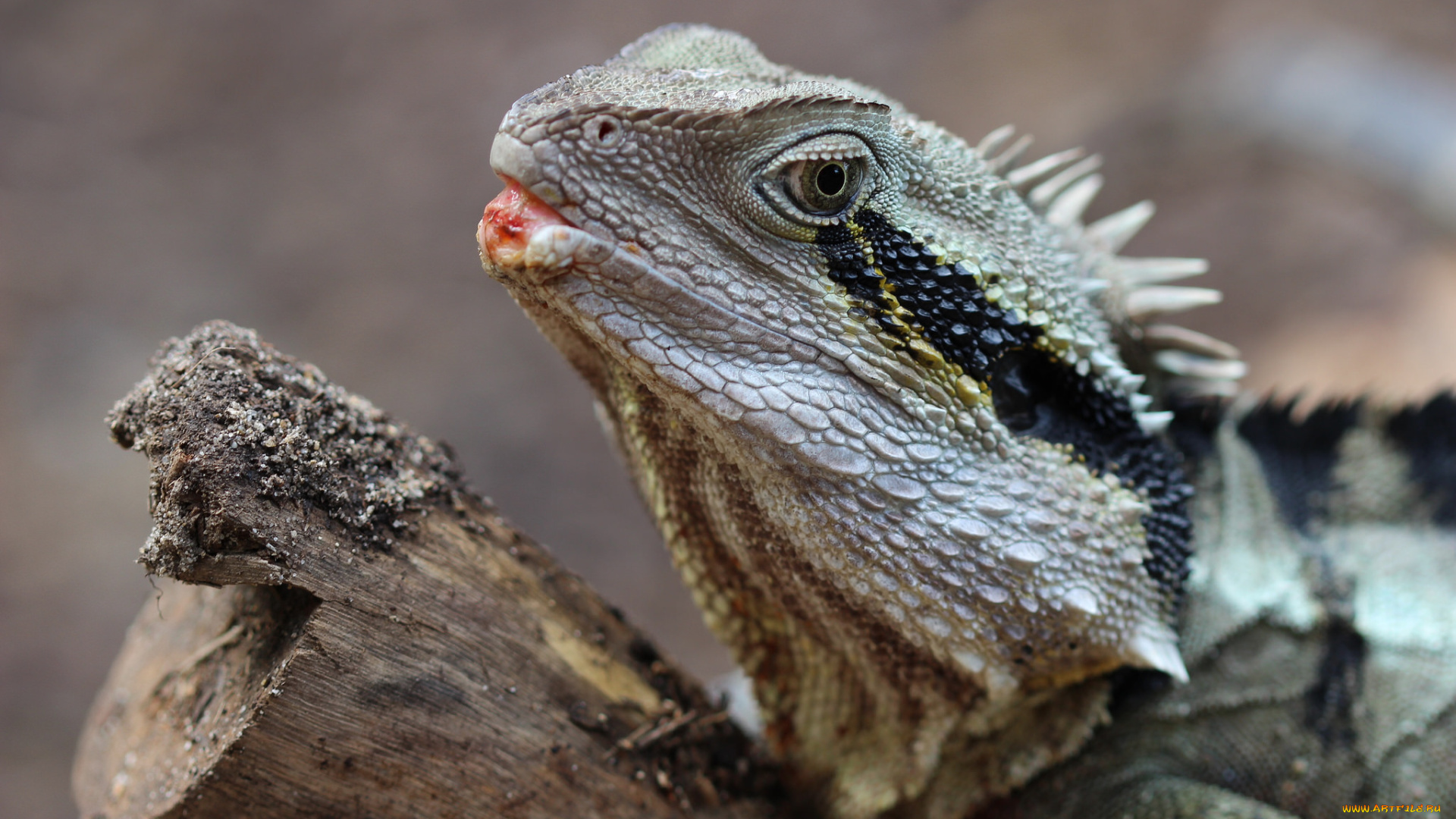 животные, Ящерицы, , игуаны, , вараны, ящерка