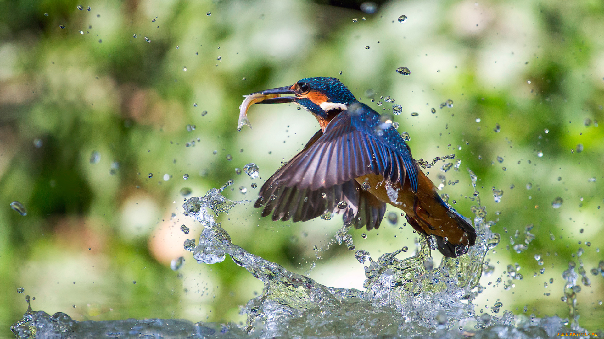 животные, зимородки, улов, рыба, брызги, вода, kingfisher, alcedo, atthis, обыкновенный, зимородок, птица