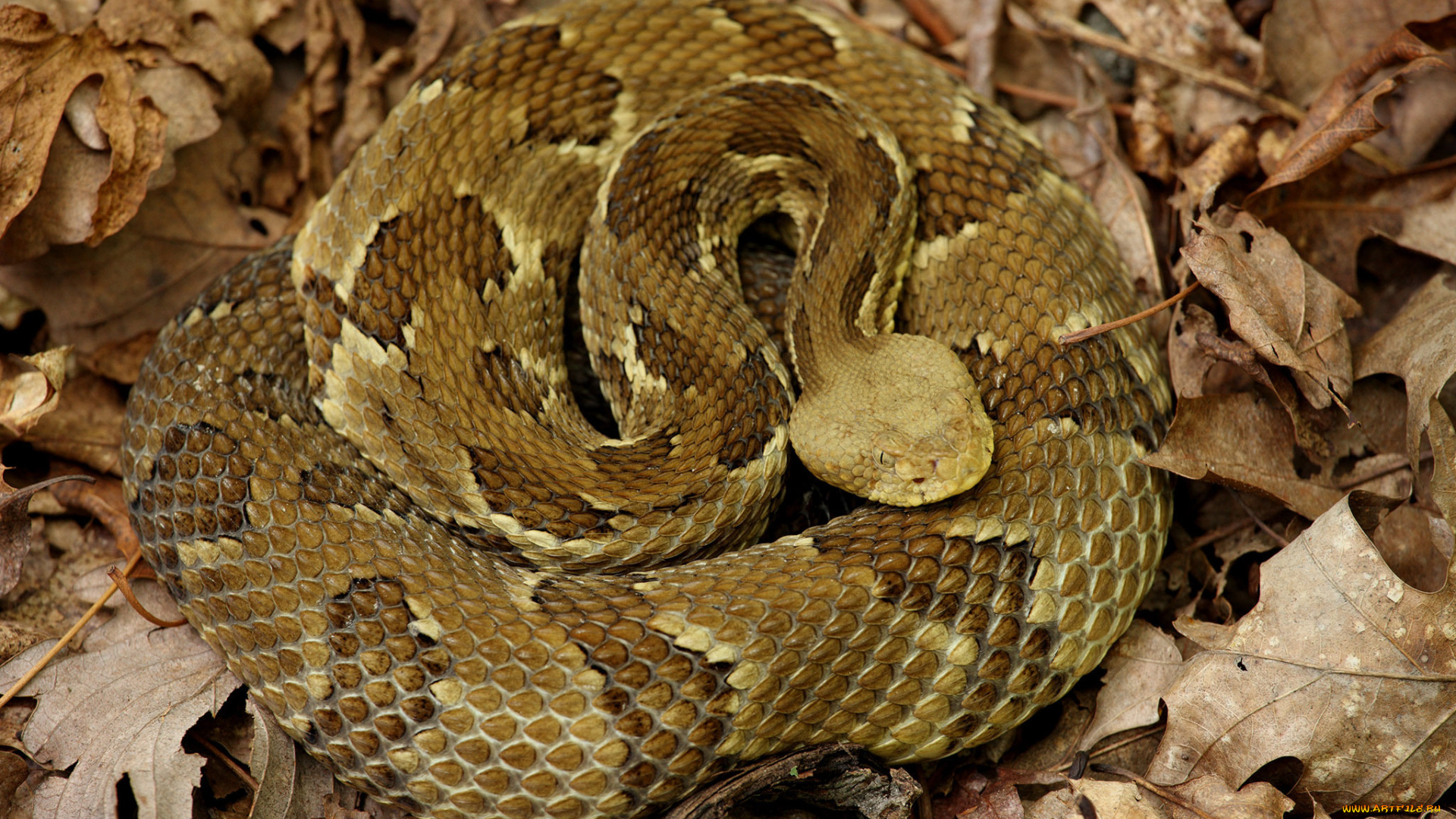 животные, змеи, , питоны, , кобры, гремучка