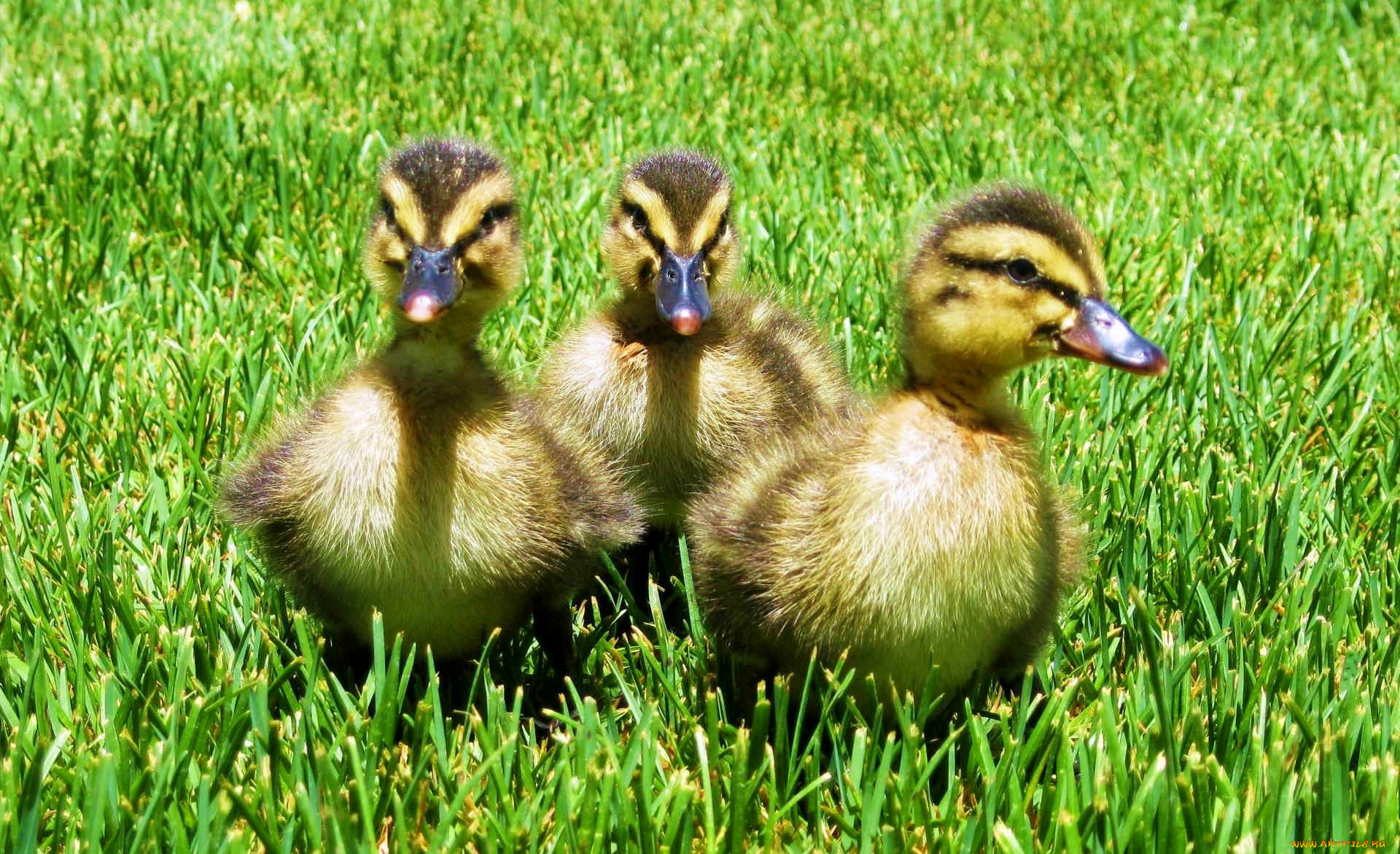 животные, утки, утята, птица, трава, природа