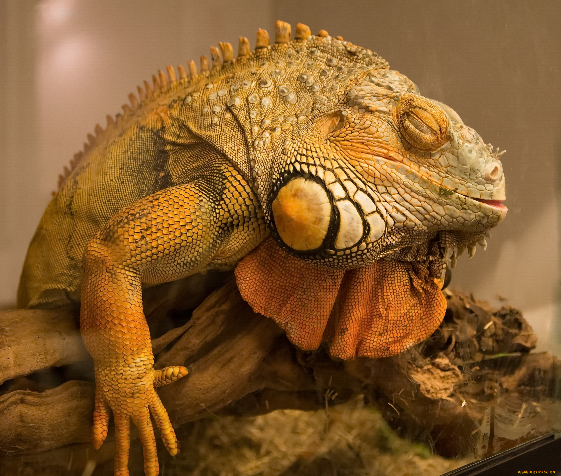 животные, Ящерицы, , игуаны, , вараны, игуана