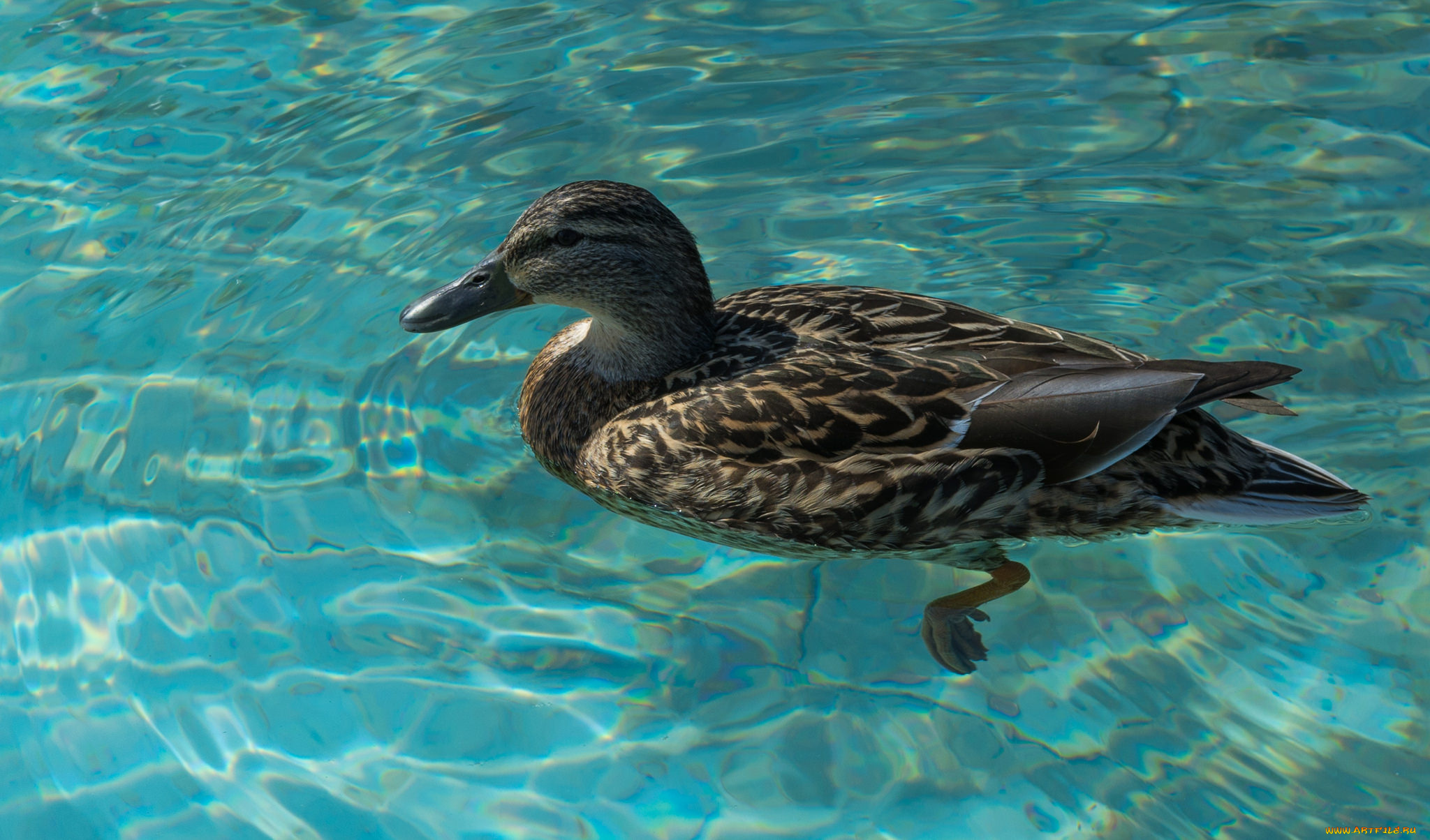 животные, утки, утка