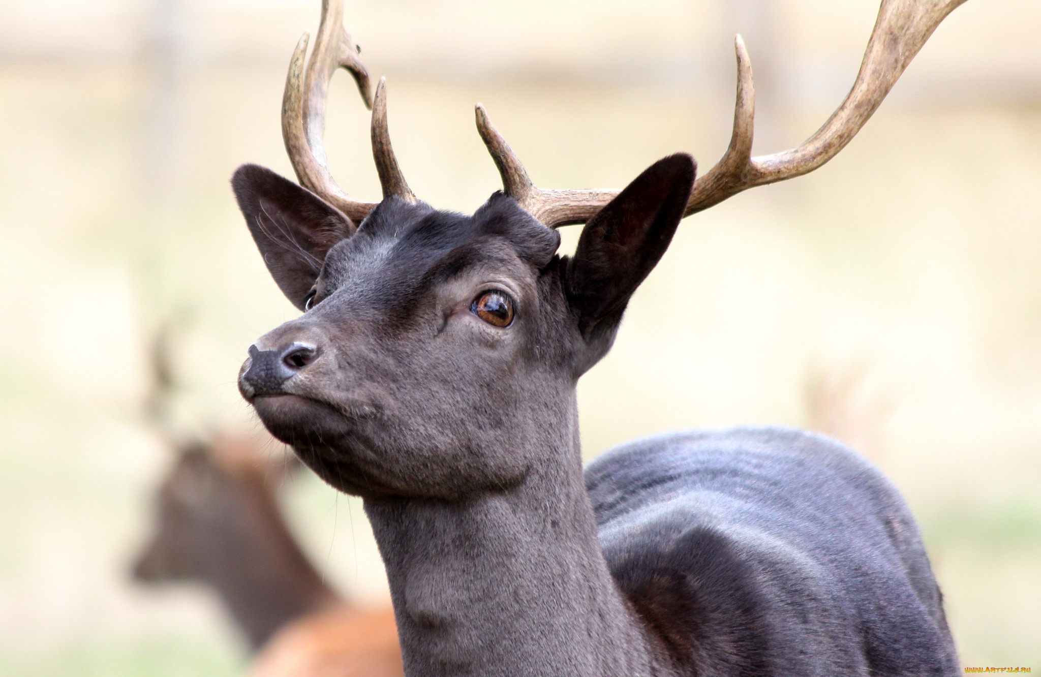 животные, олени, рога, олень
