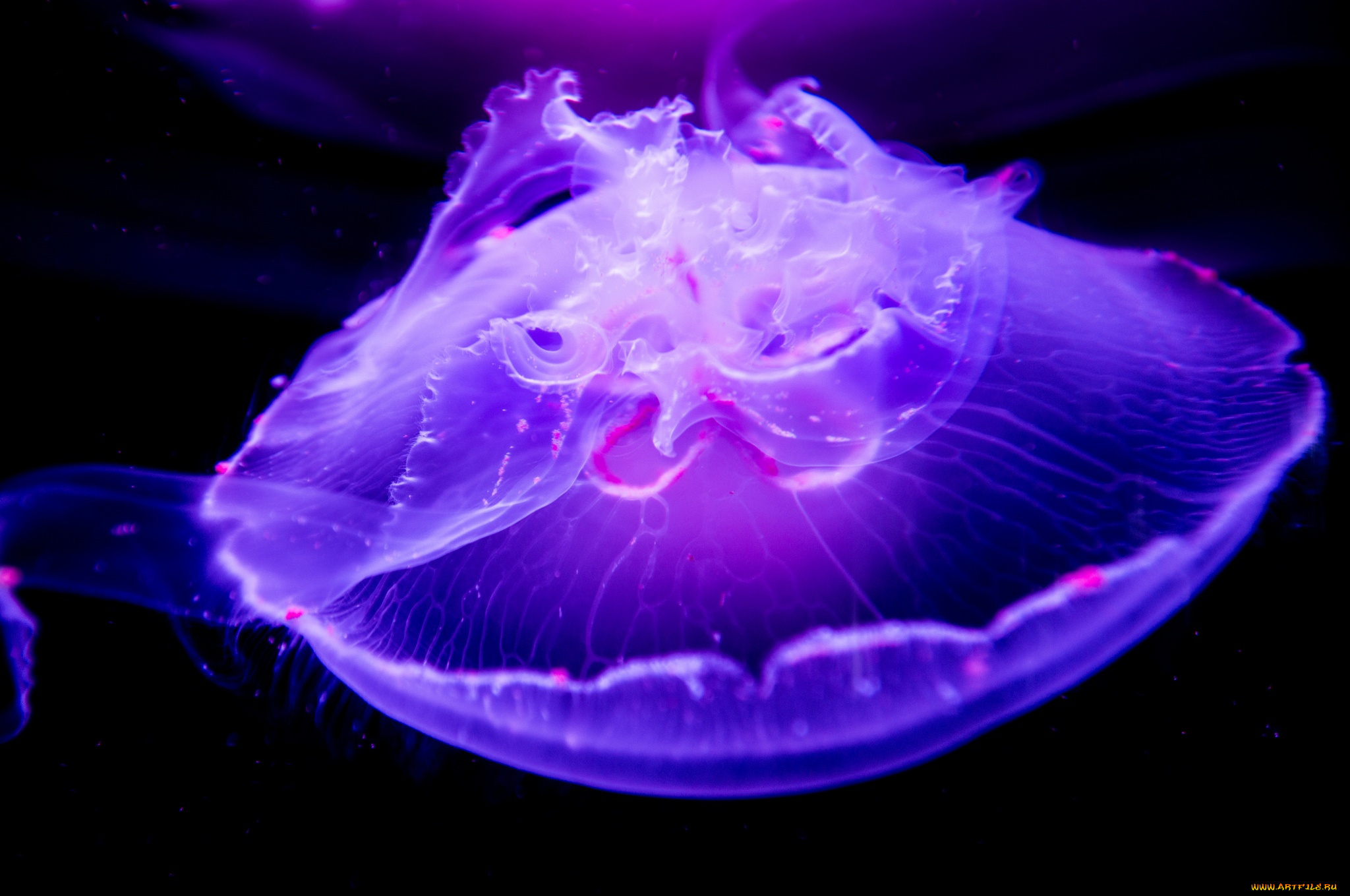 животные, медузы, медуза, макро, подводный, мир