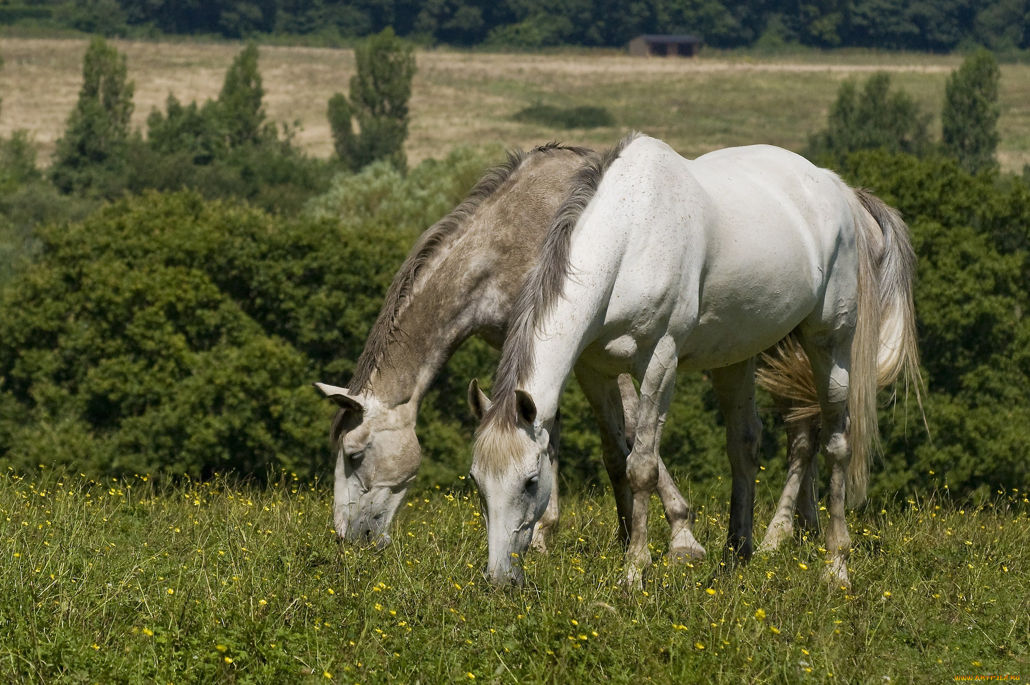 животные, лошади, лошадки