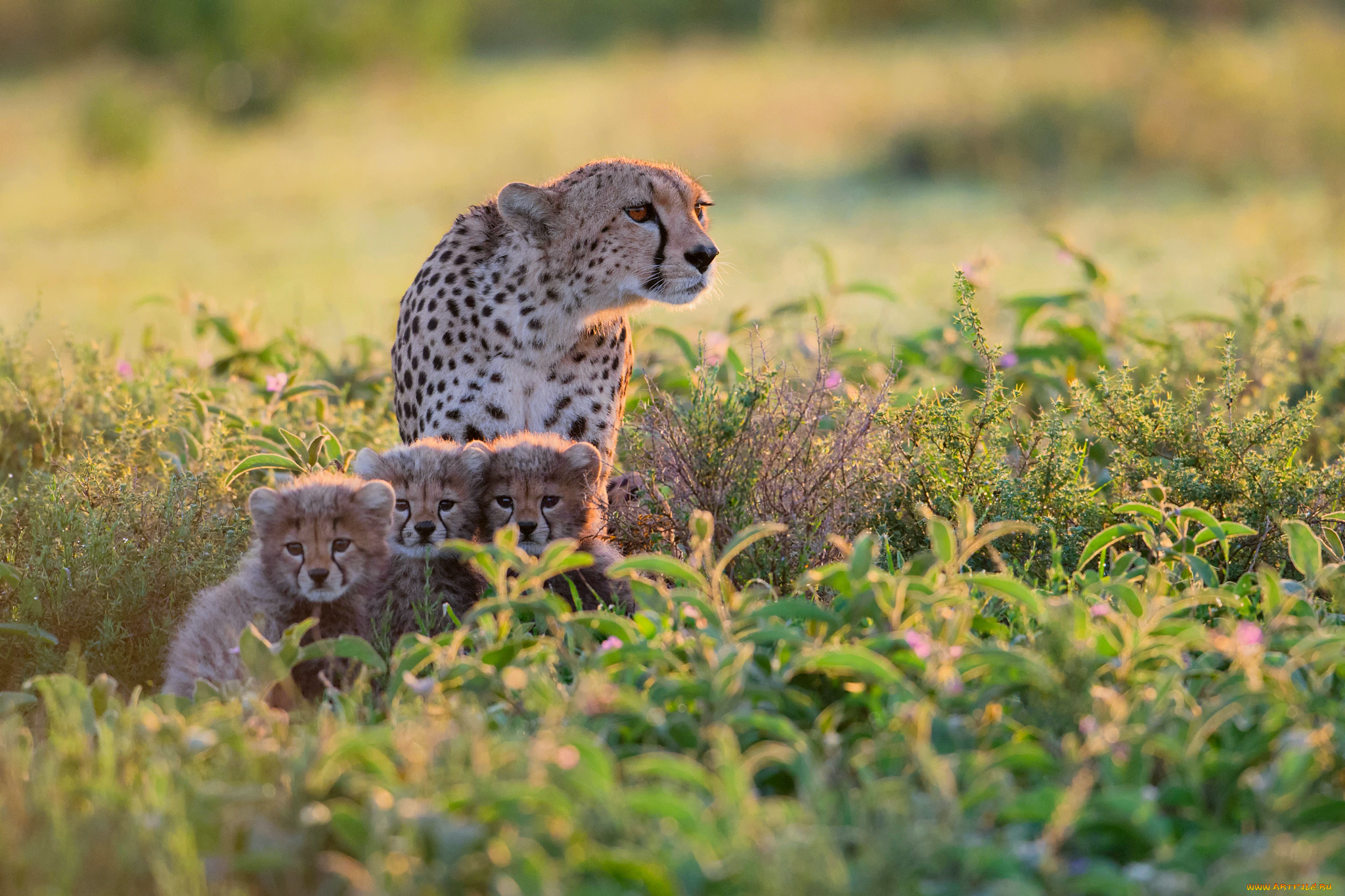 животные, гепарды, кусты, танзания, африка