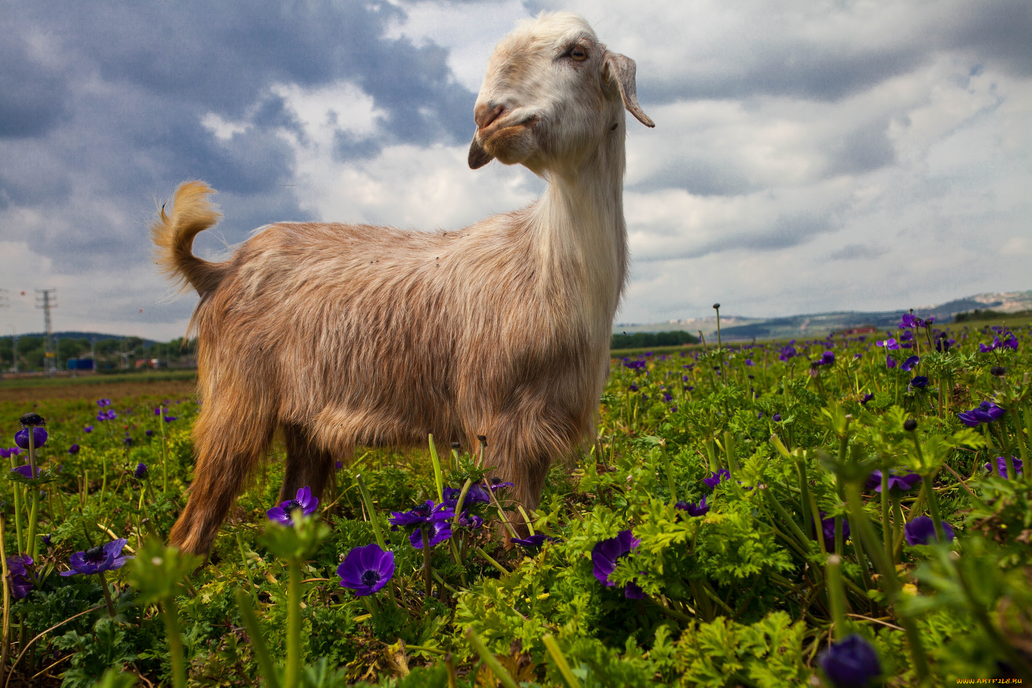 животные, козы, коза