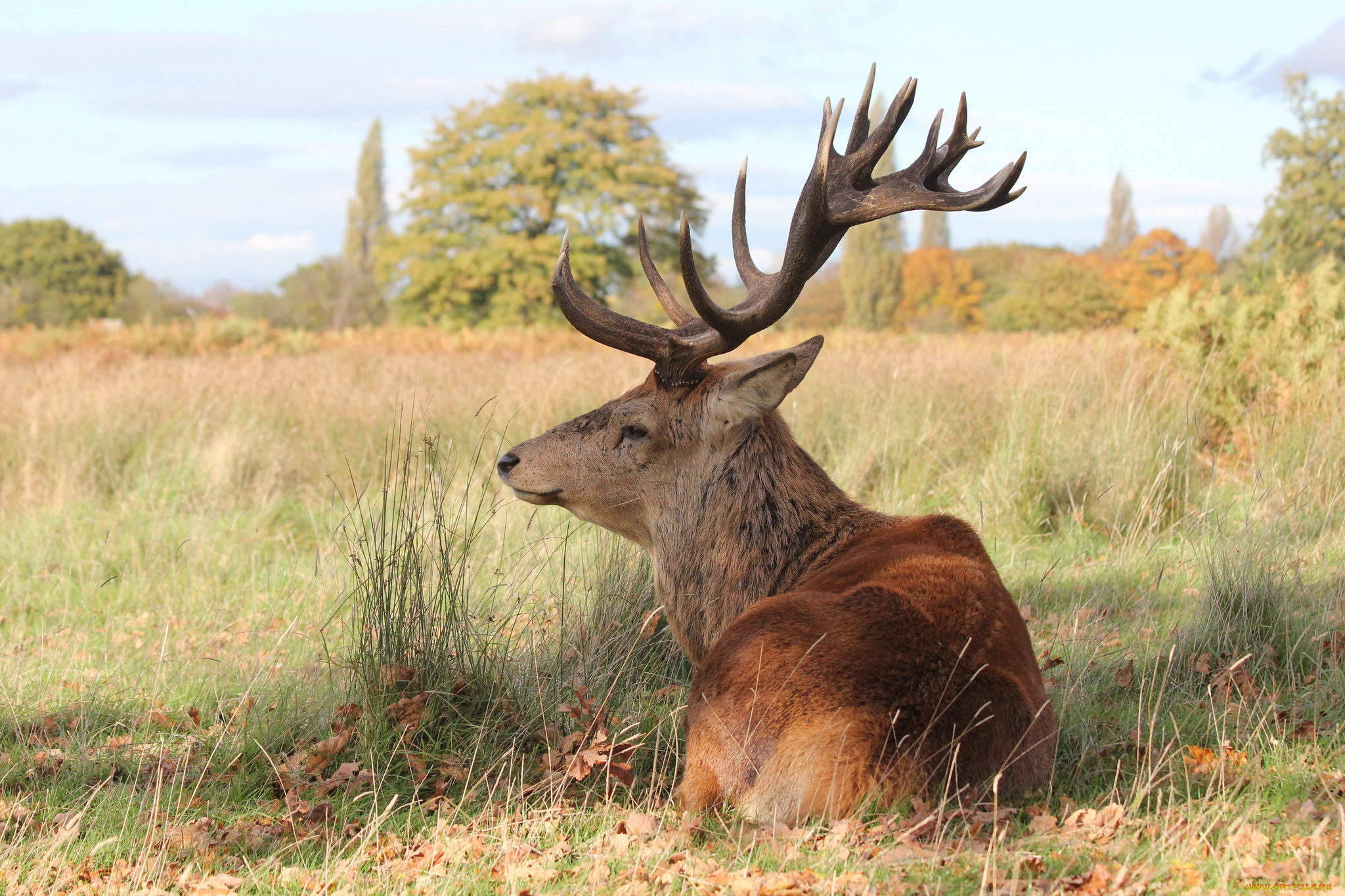 животные, олени, рога, олень