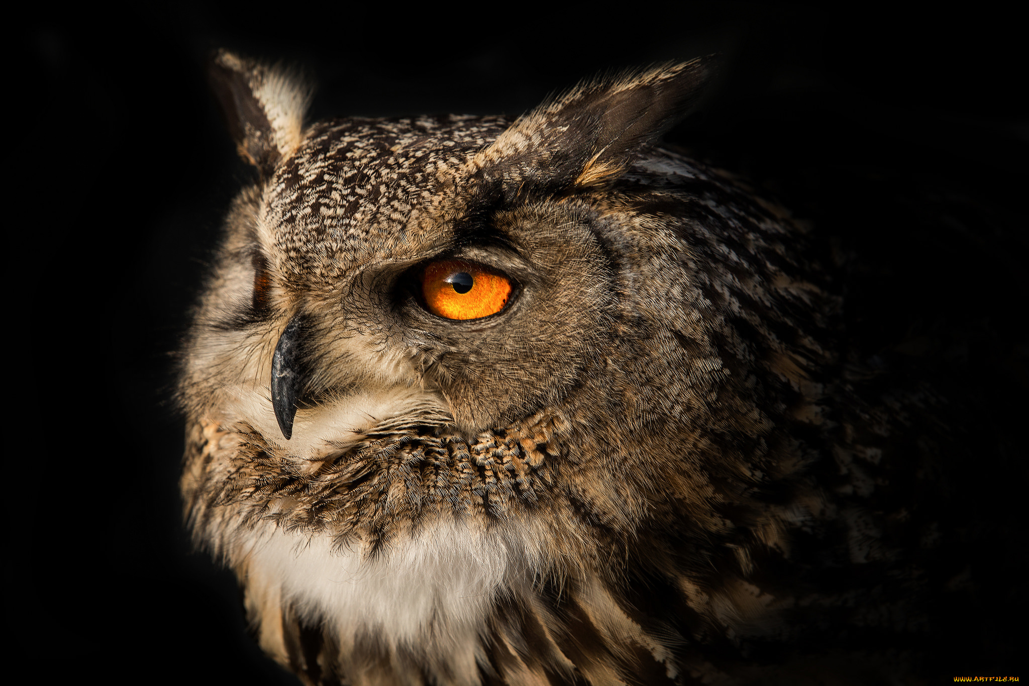 животные, совы, ушастый, филин