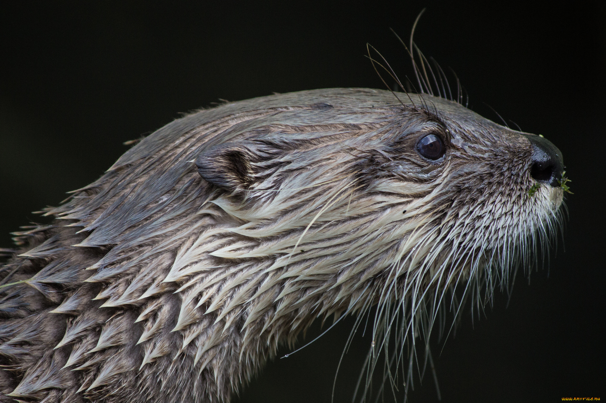 животные, выдры, , каланы, , ондатры, выдра