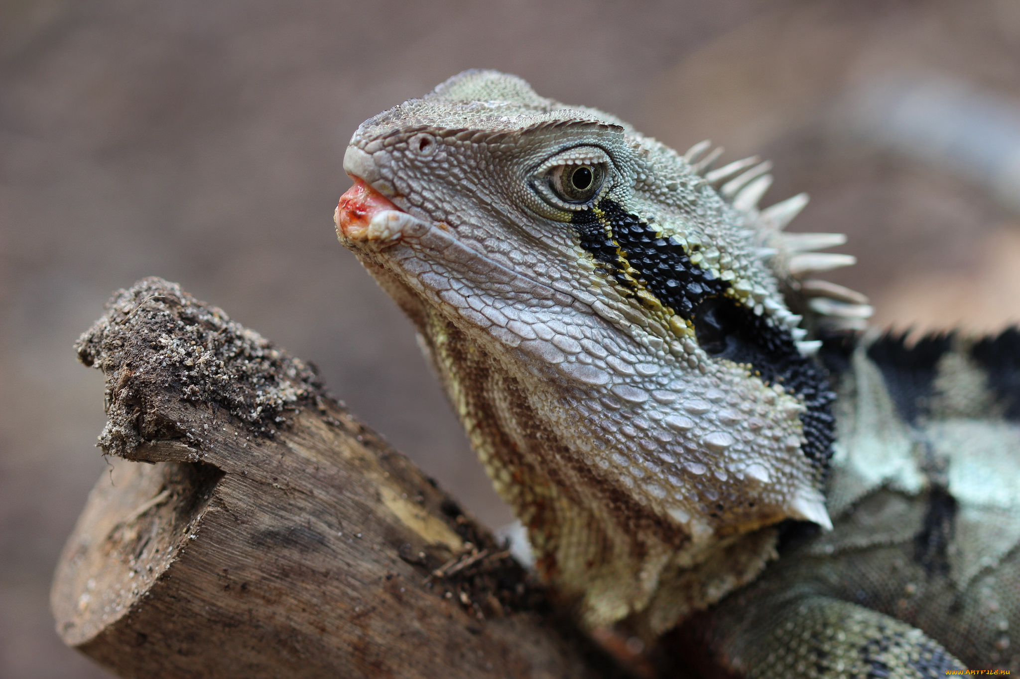 животные, Ящерицы, , игуаны, , вараны, ящерка