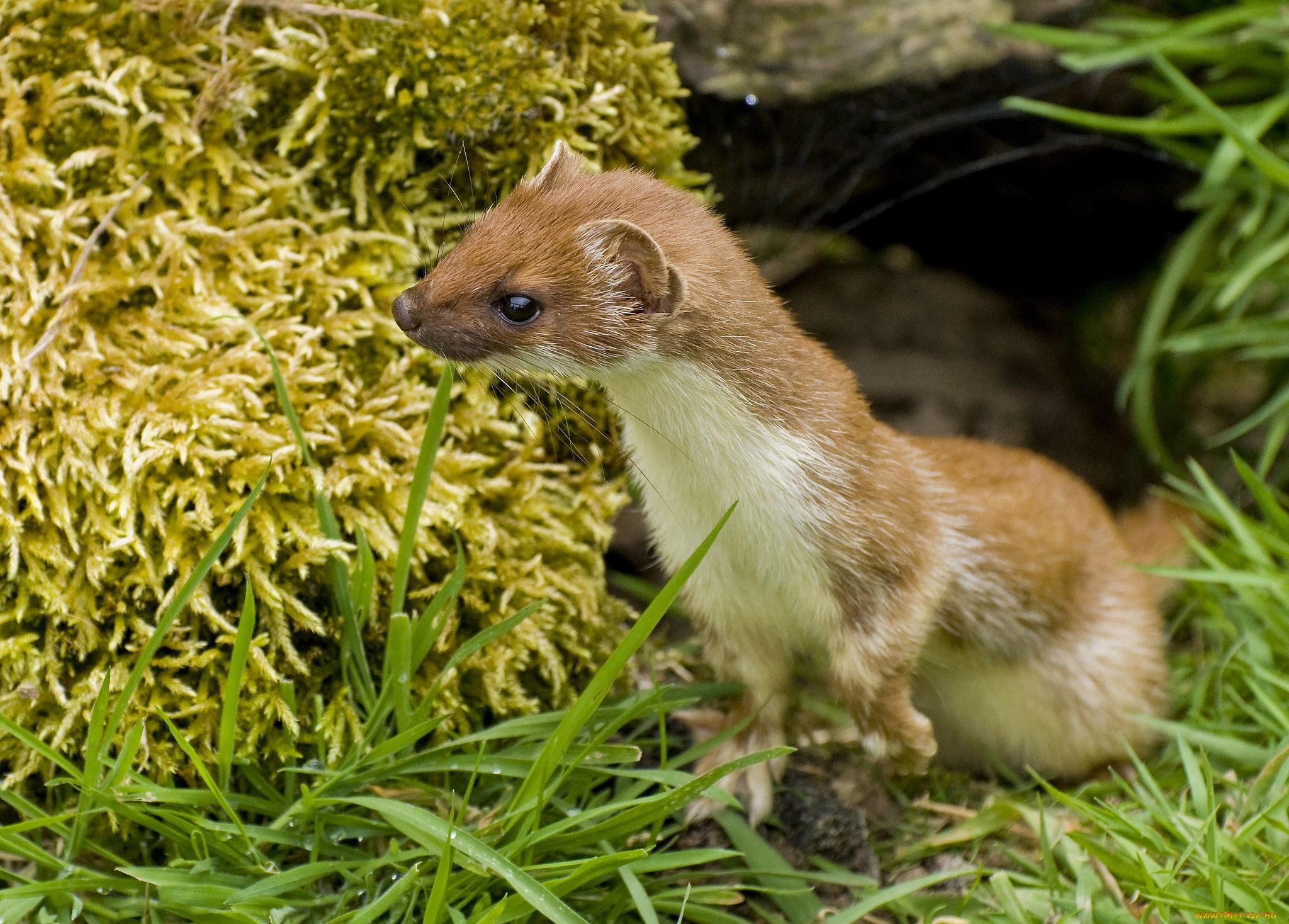 животные, хорьки, , куницы, , горностаи, , ласки, , соболи, горностай