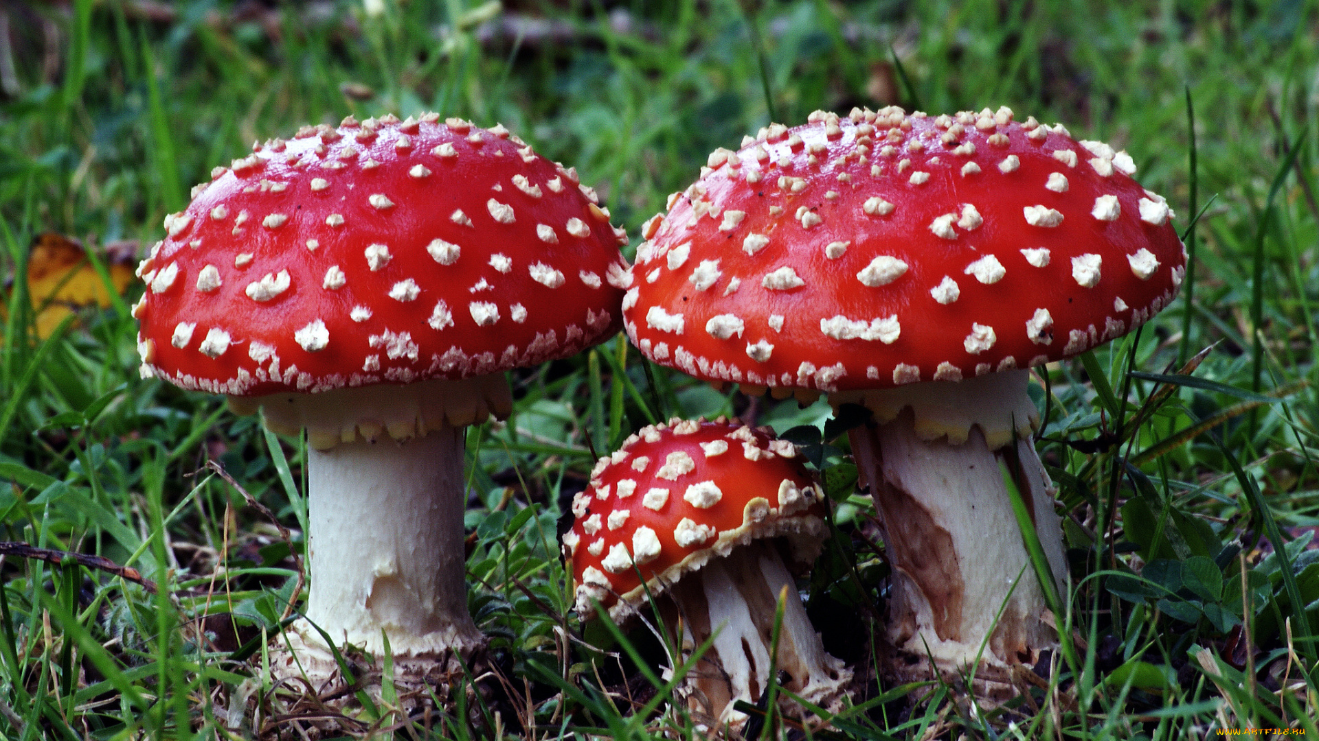 природа, грибы, , мухомор, грибочки