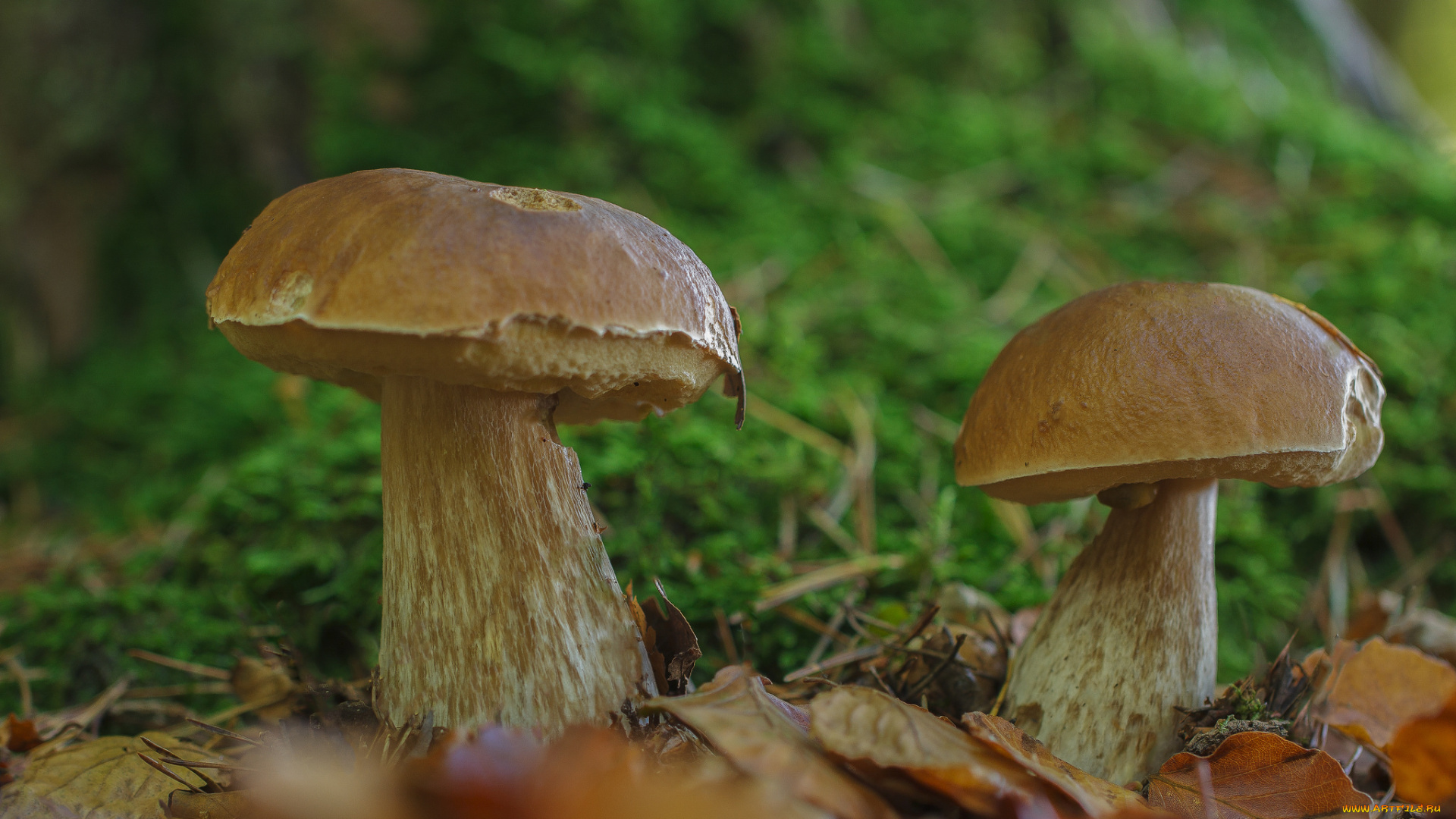 природа, грибы, грибочки