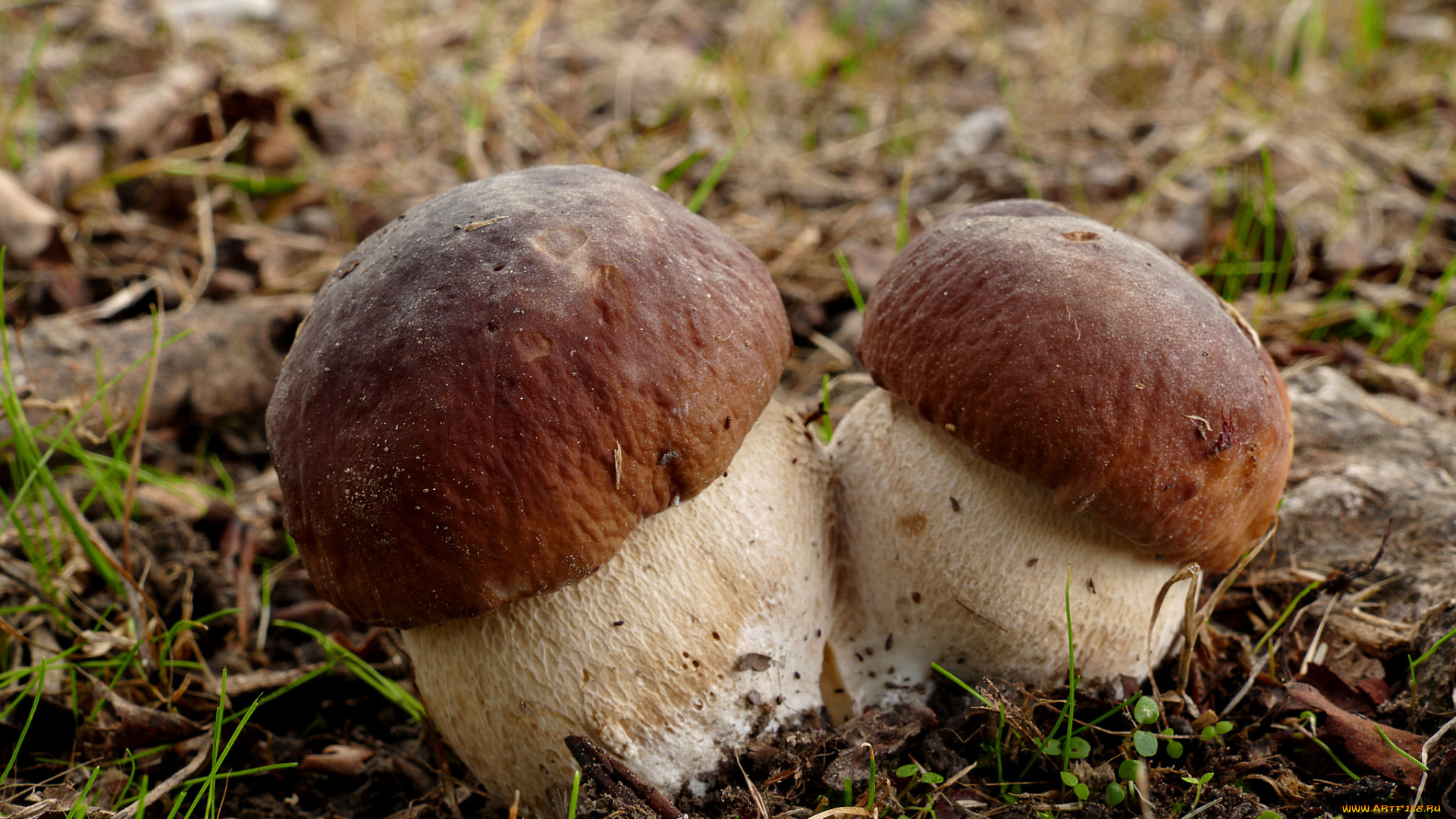 природа, грибы, грибочки
