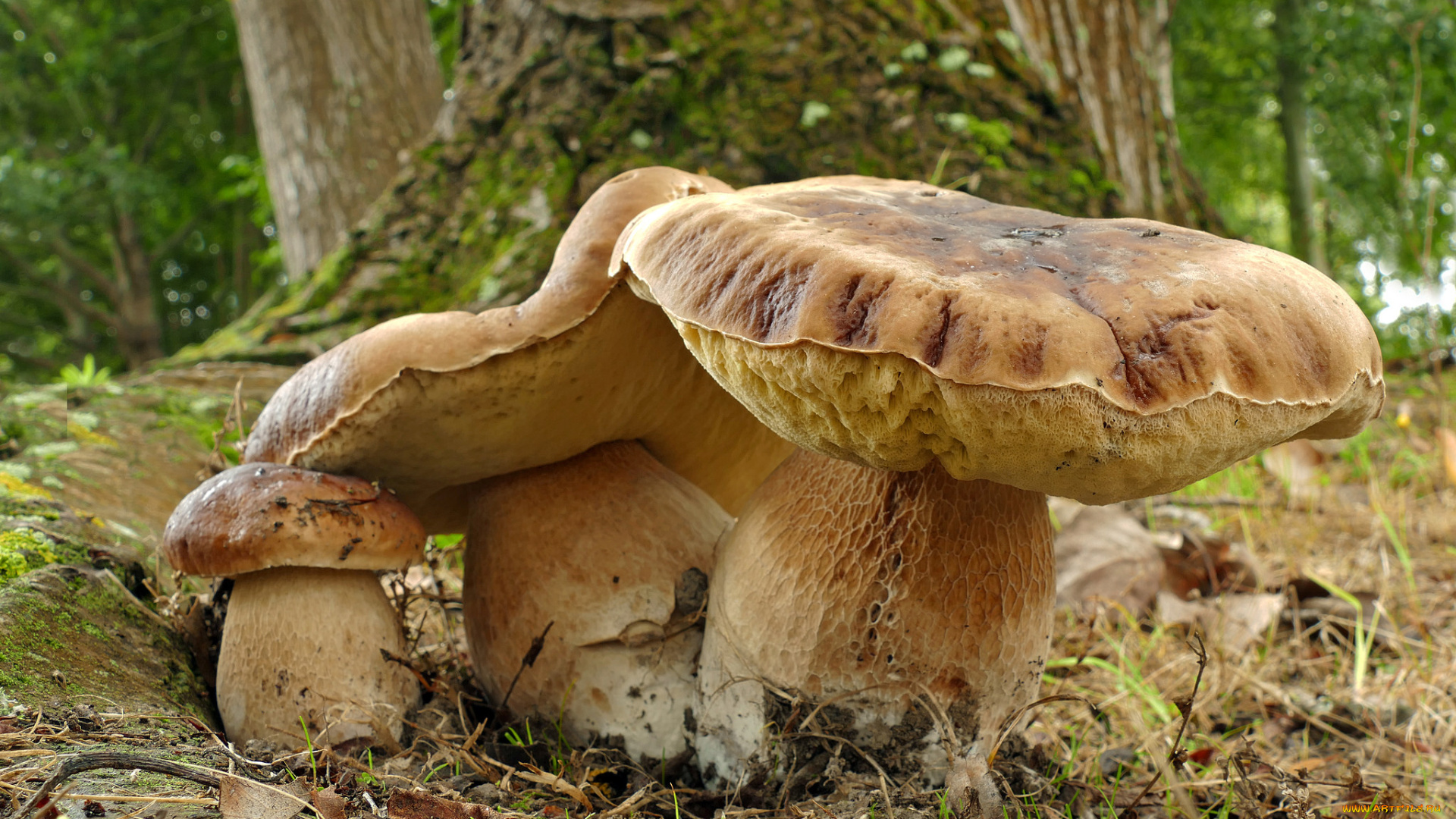 природа, грибы, грибочки