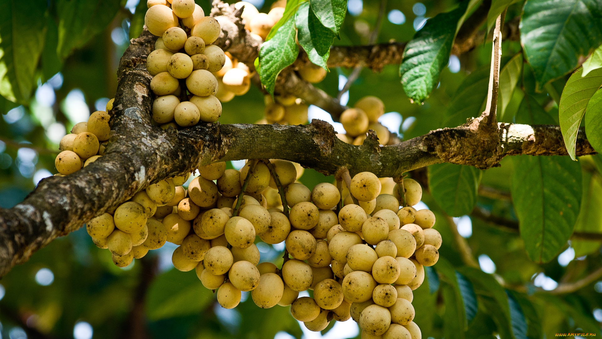 природа, плоды, дерево