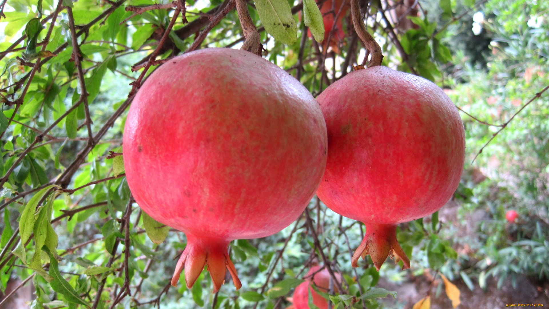 природа, плоды, гранаты