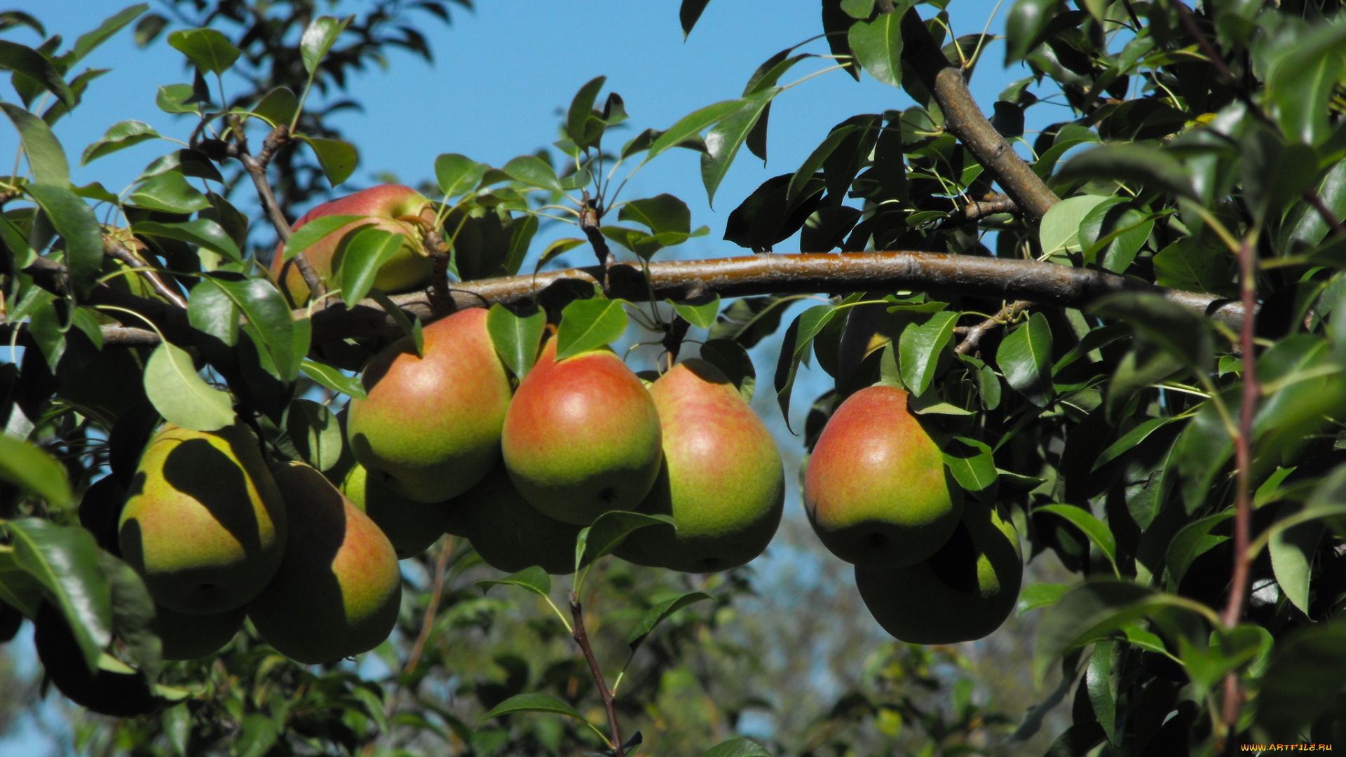 природа, плоды, груши