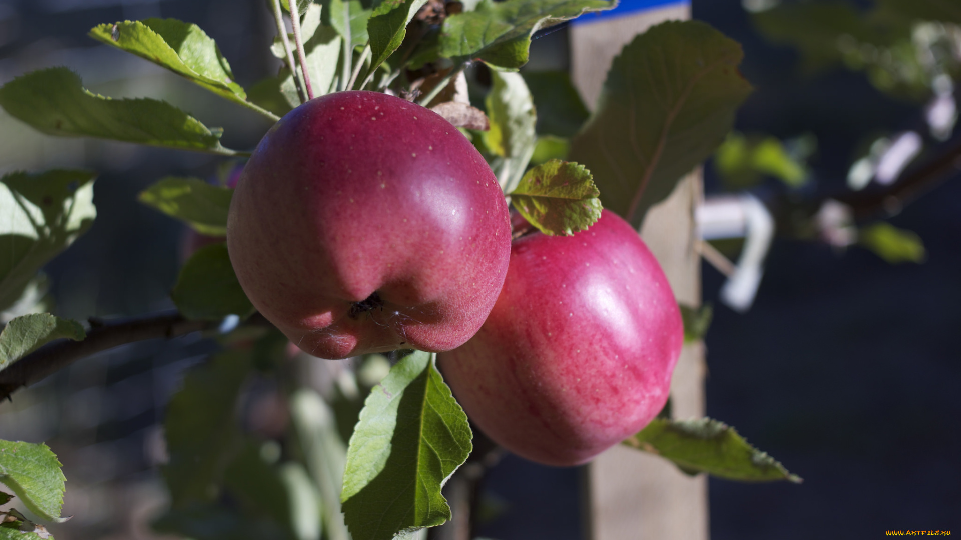 природа, плоды, яблоки