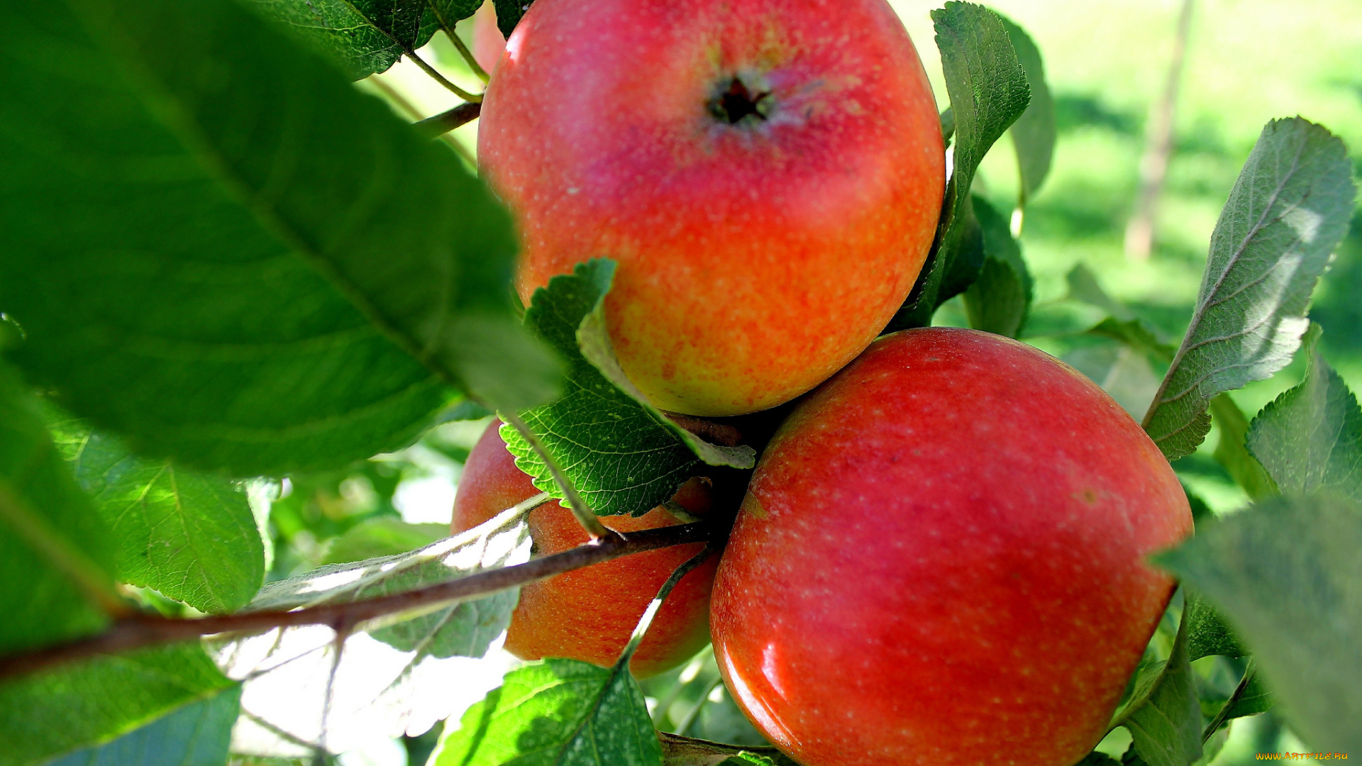 природа, плоды, яблоки