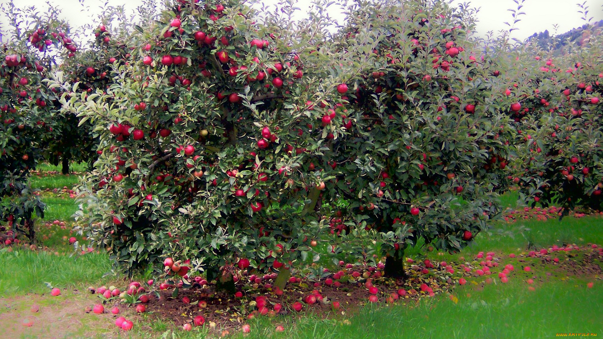 природа, плоды, яблоки