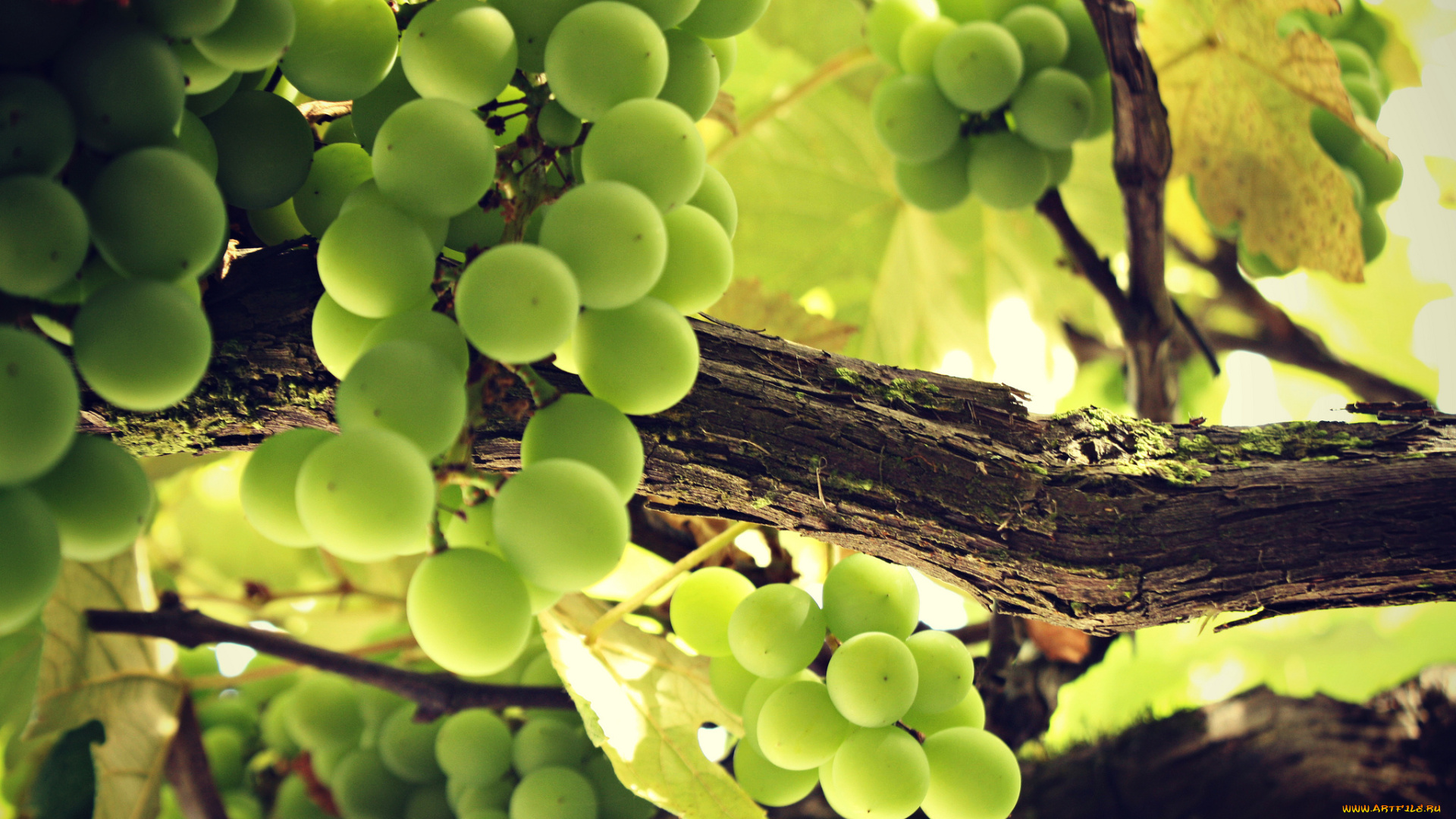 природа, Ягоды, , виноград, лоза
