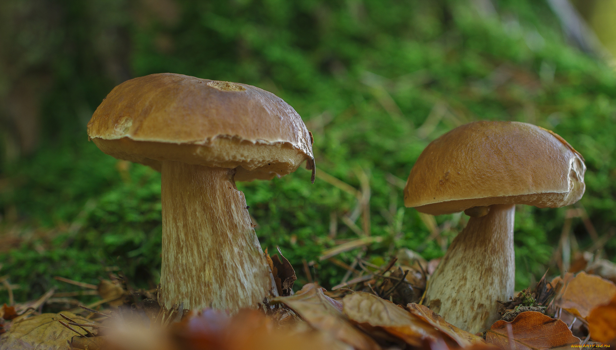 природа, грибы, грибочки