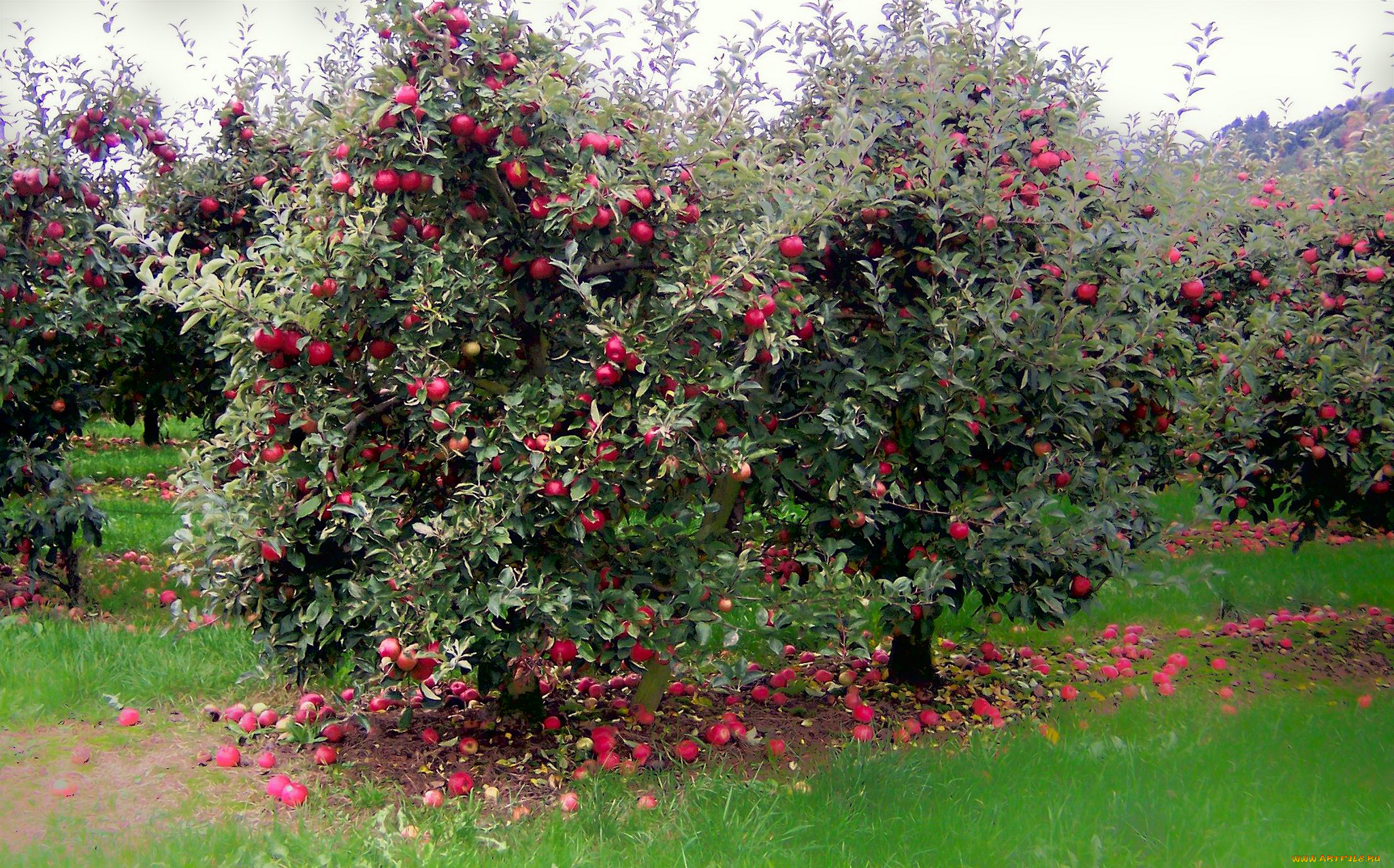 природа, плоды, яблоки