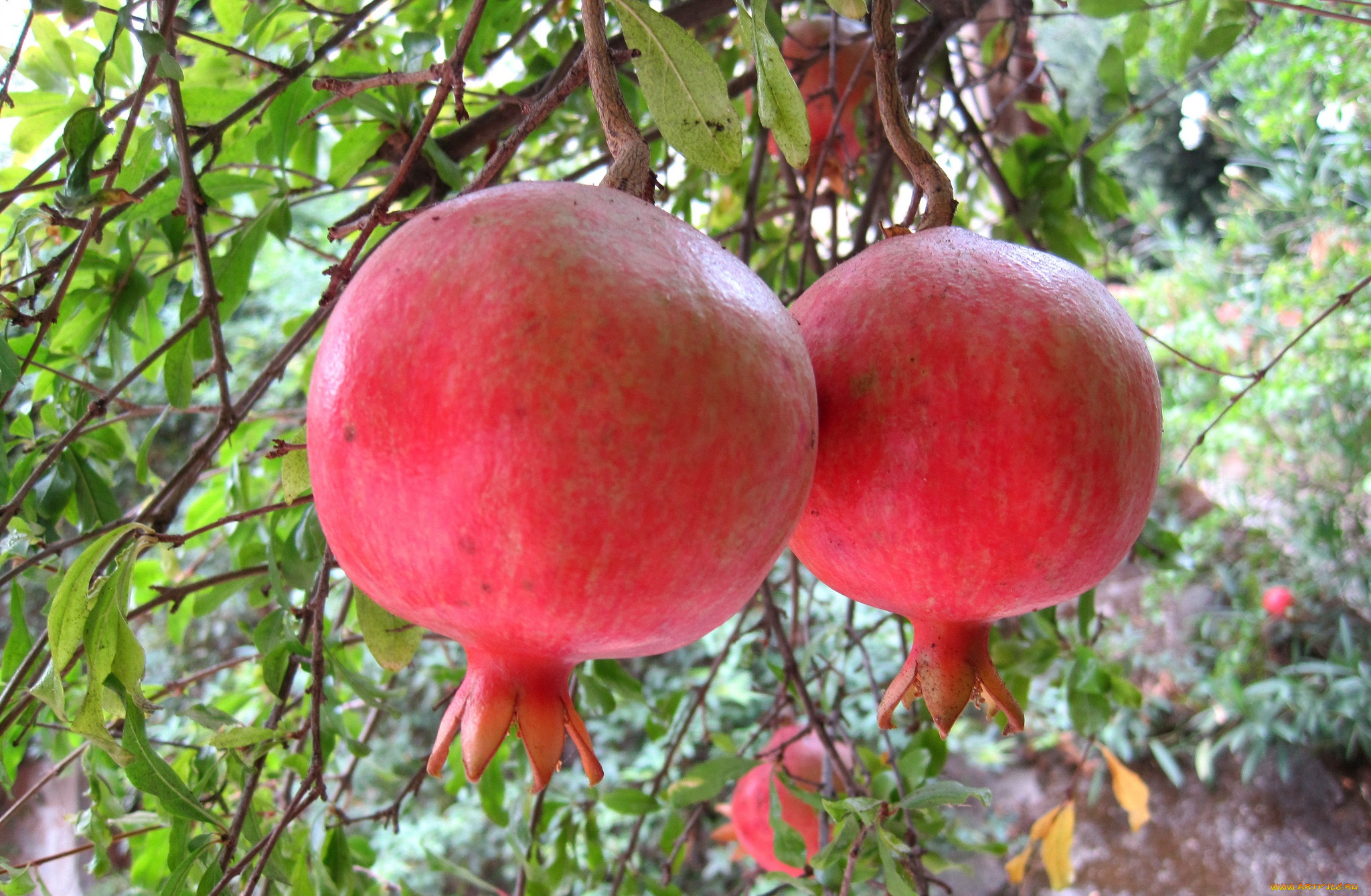 природа, плоды, гранаты