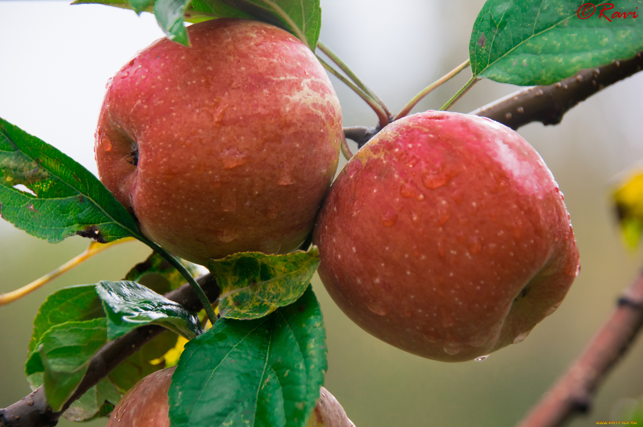 природа, плоды, яблоки