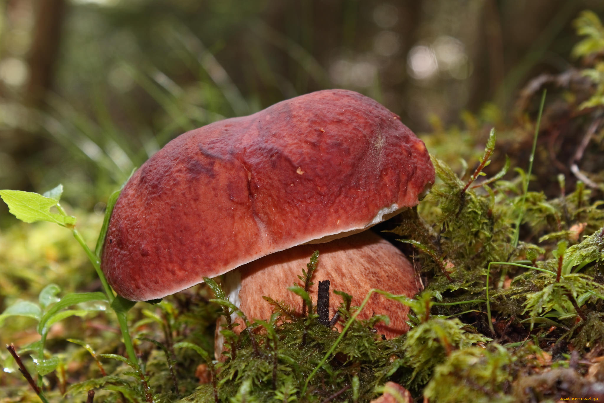 природа, грибы, грибочки